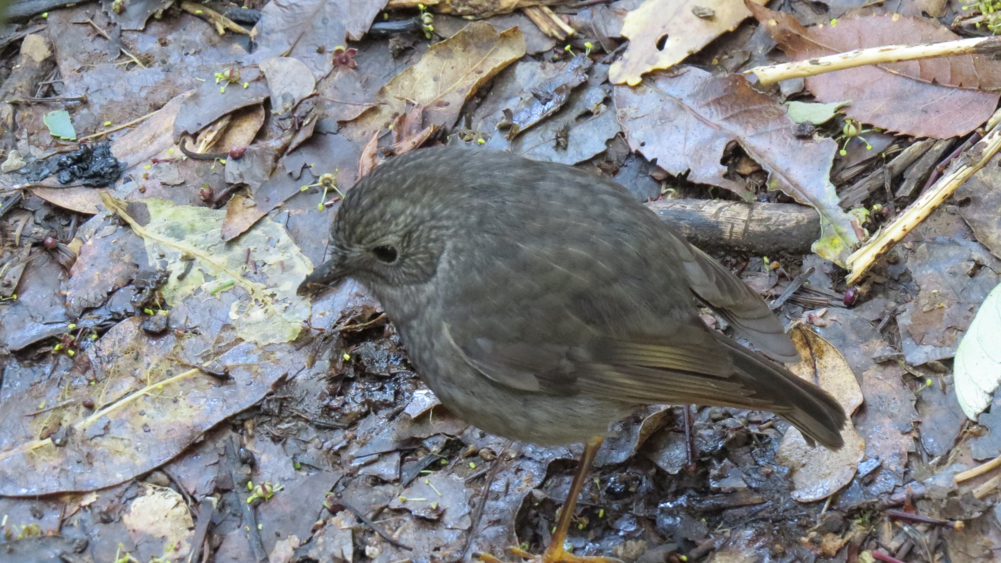 Name:  robin.jpg
Views: 189
Size:  649.3 KB