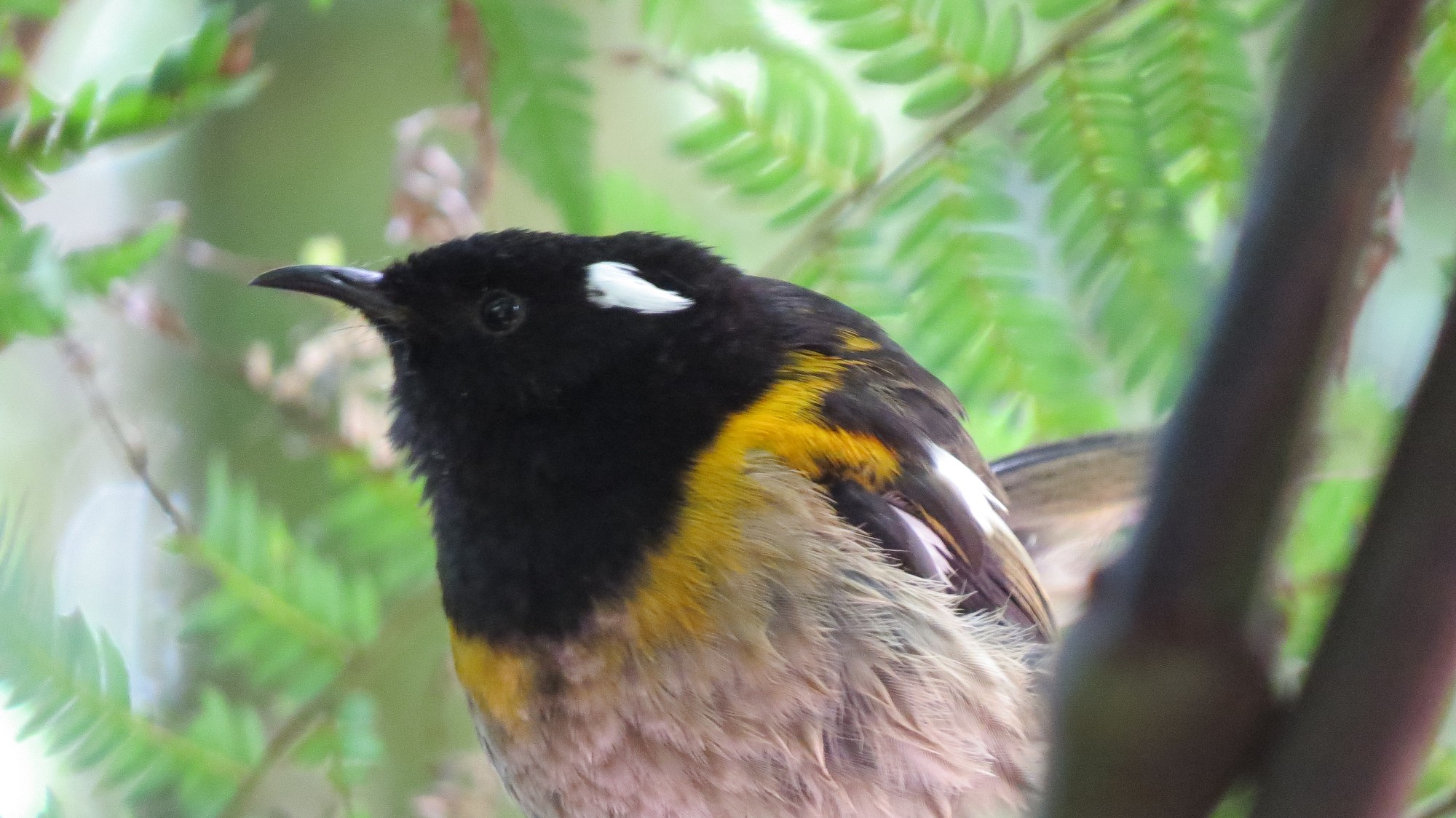 Name:  stitchbird.jpg
Views: 190
Size:  501.7 KB