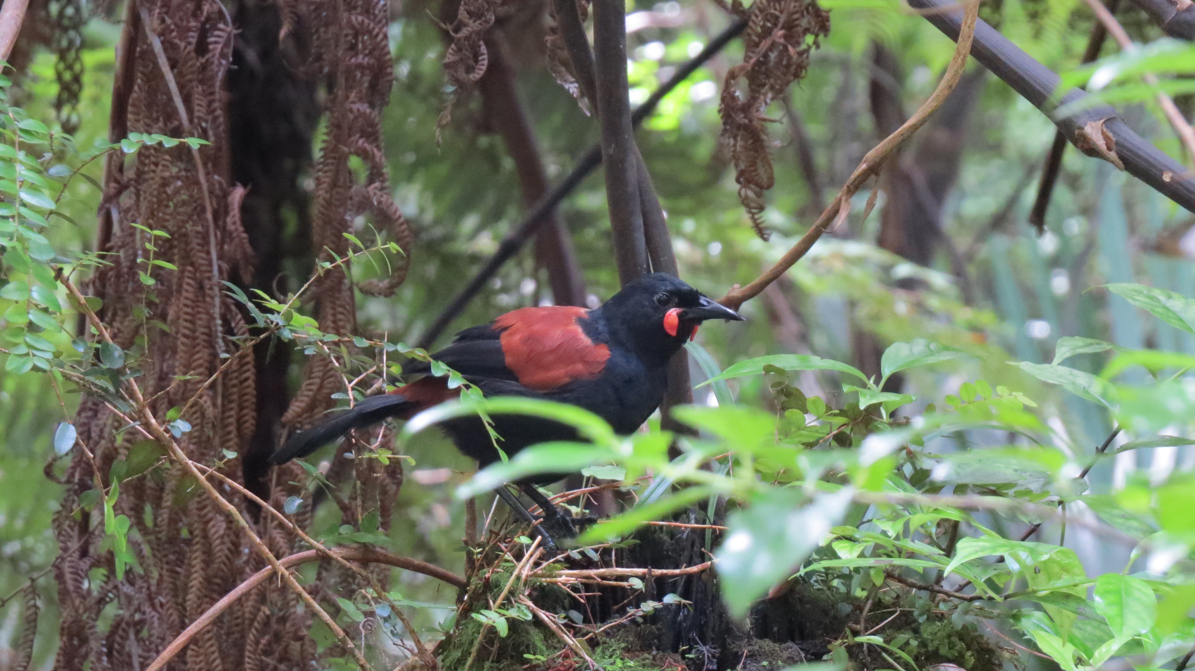 Name:  saddleback.jpg
Views: 234
Size:  2.81 MB