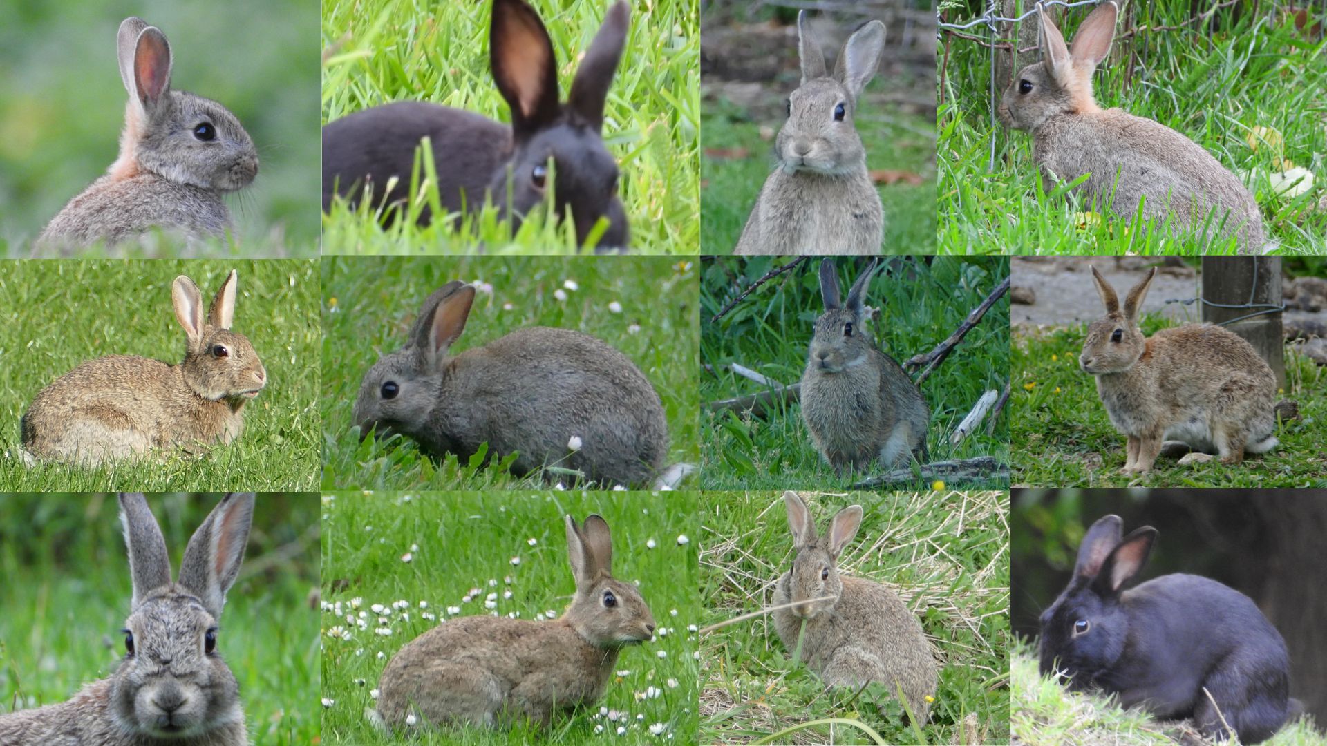 Name:  12 rabbits - 4k tv.jpg
Views: 184
Size:  403.5 KB