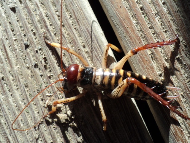 Name:  picture 3795.jpg
Views: 255
Size:  164.9 KB