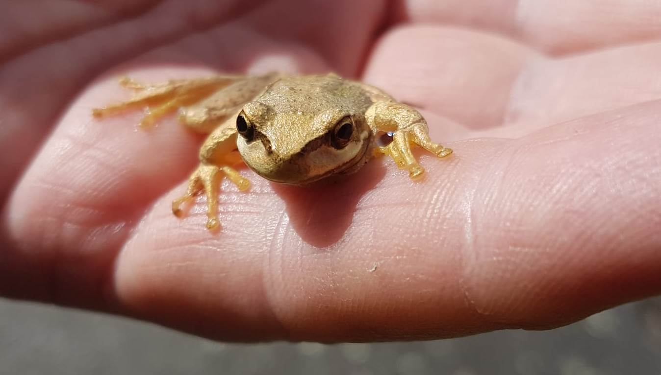 Name:  Whistling tree frog2.jpg
Views: 400
Size:  65.7 KB