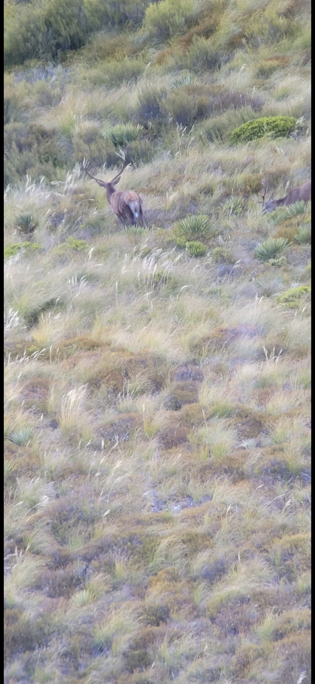 Name:  Screenshot_20240402_174512_Gallery.jpg
Views: 491
Size:  1.47 MB