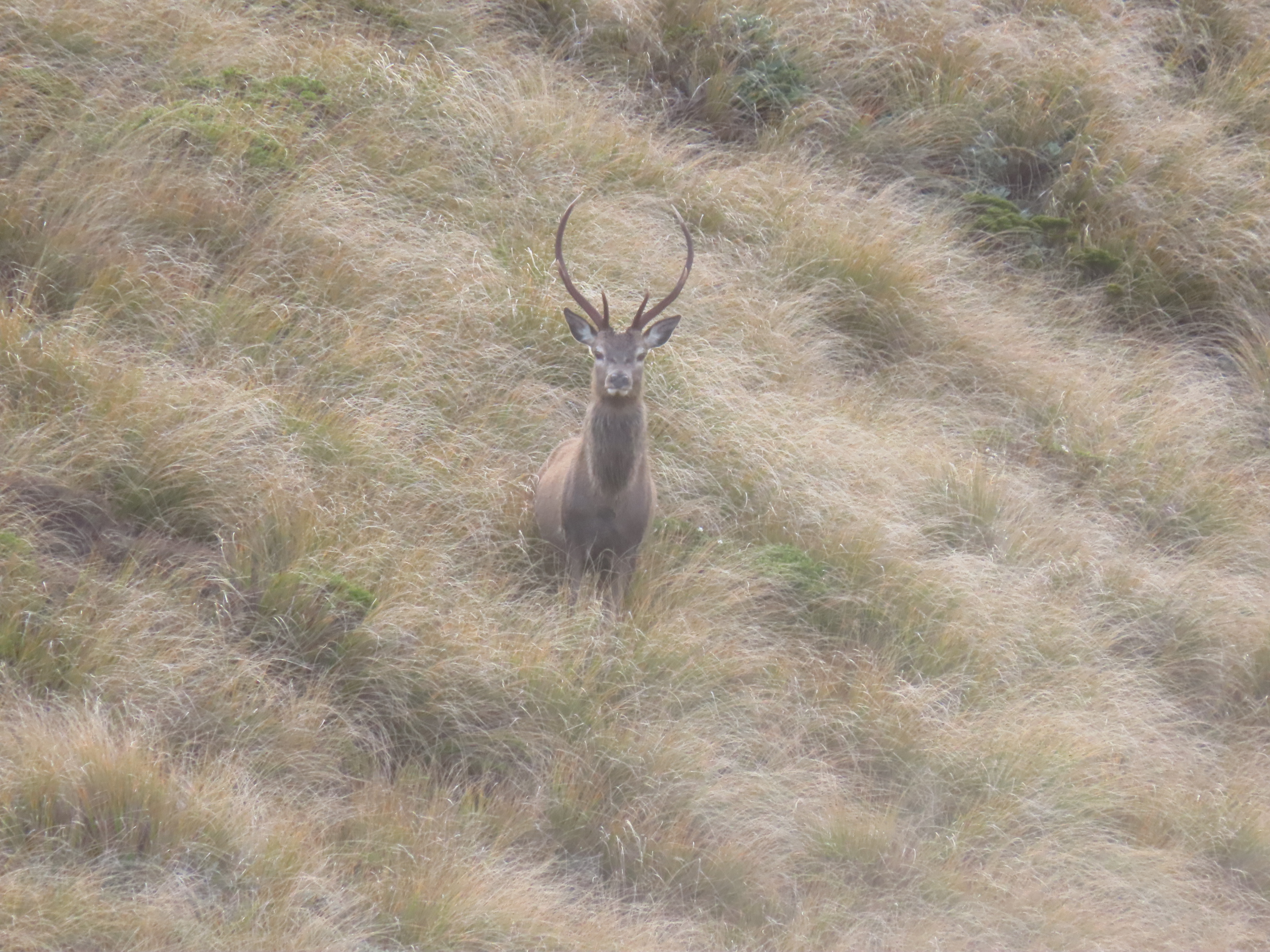 Name:  roar  and stag 24 007.JPG
Views: 395
Size:  2.17 MB