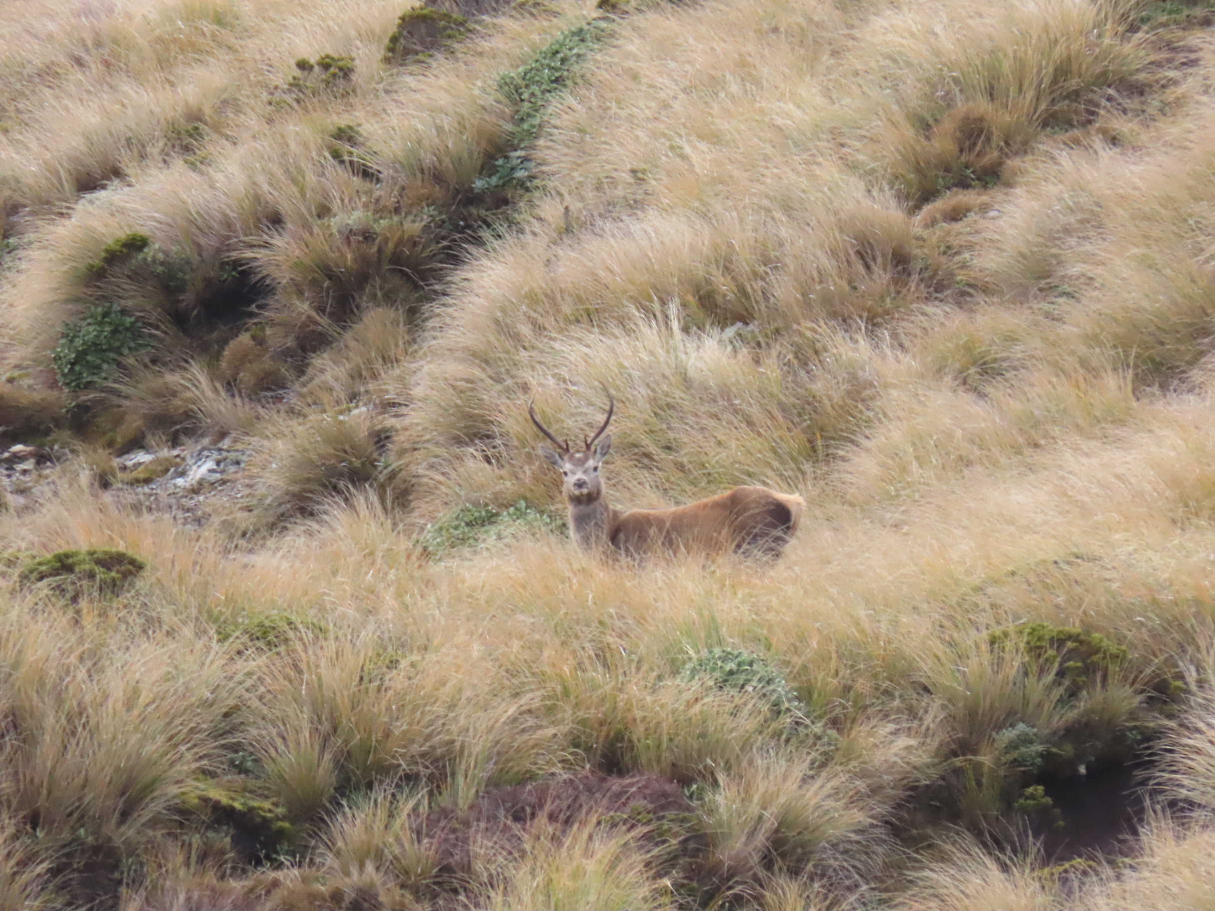 Name:  roar  and stag 24 013.JPG
Views: 389
Size:  2.09 MB