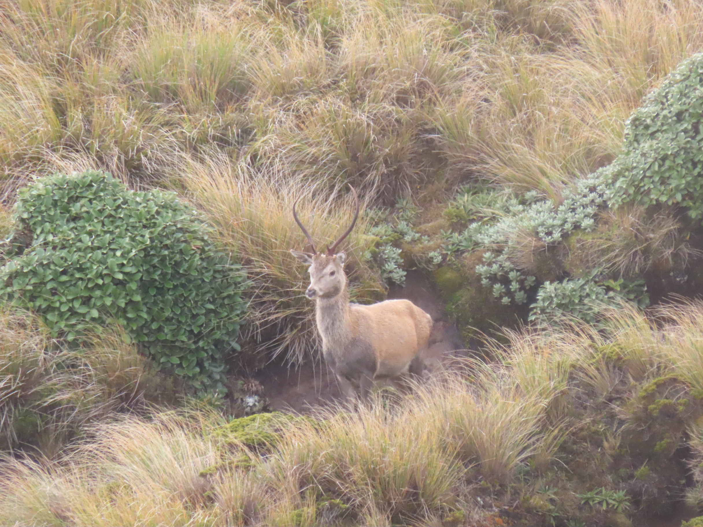 Name:  roar  and stag 24 018.JPG
Views: 388
Size:  2.34 MB