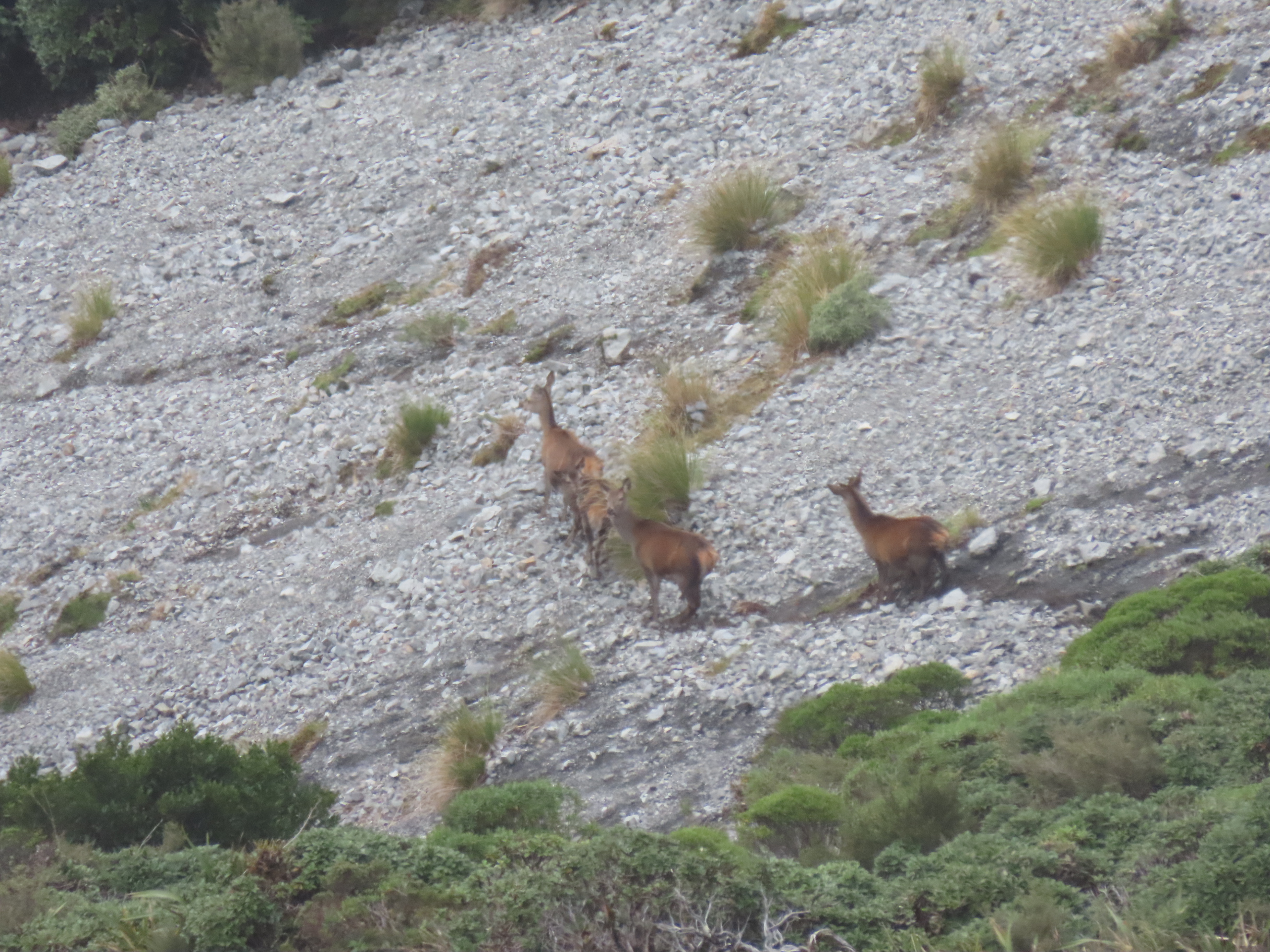 Name:  roar  and stag 24 026.JPG
Views: 398
Size:  2.11 MB