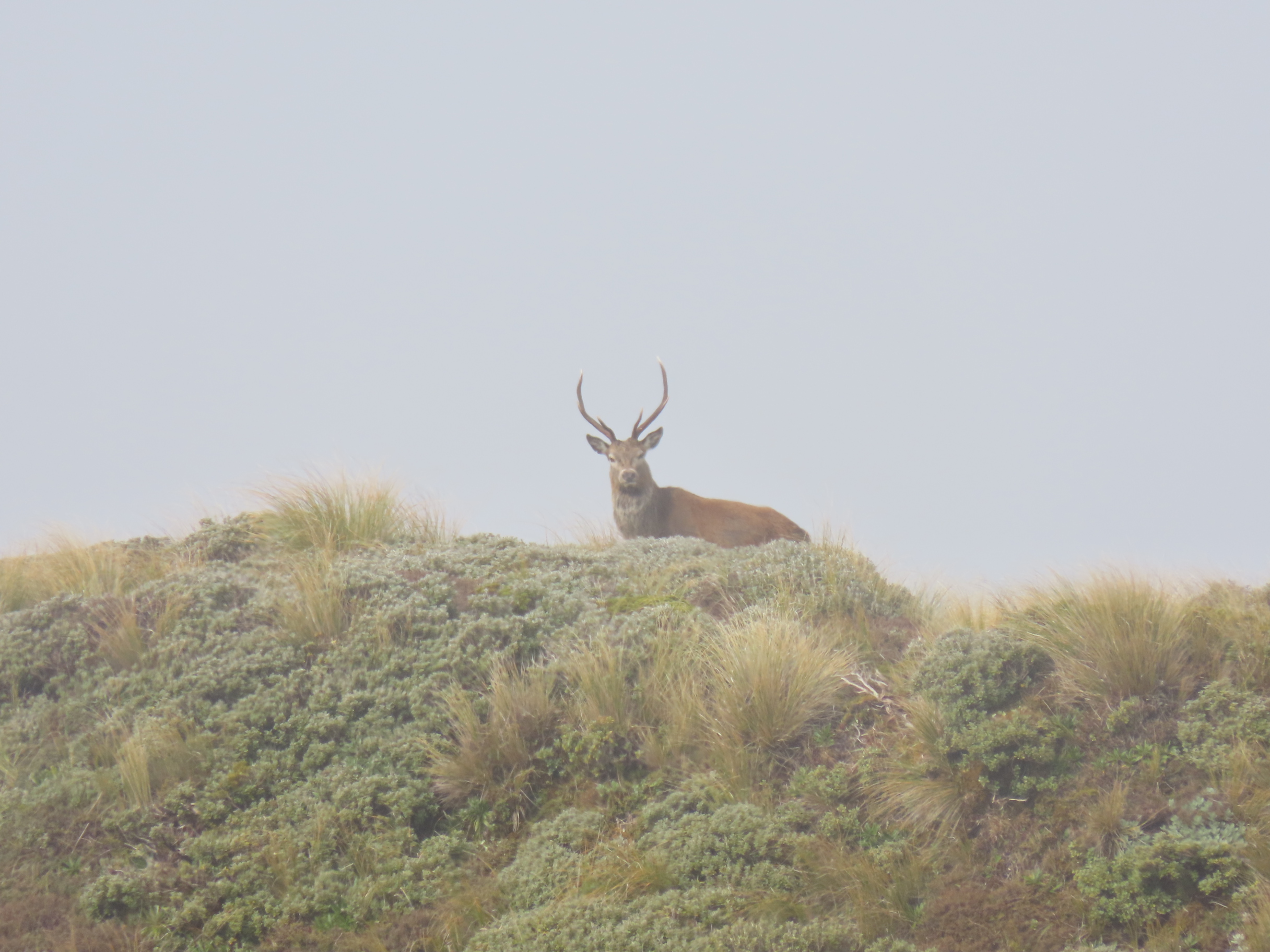 Name:  roar  and stag 24 032.JPG
Views: 316
Size:  1.16 MB