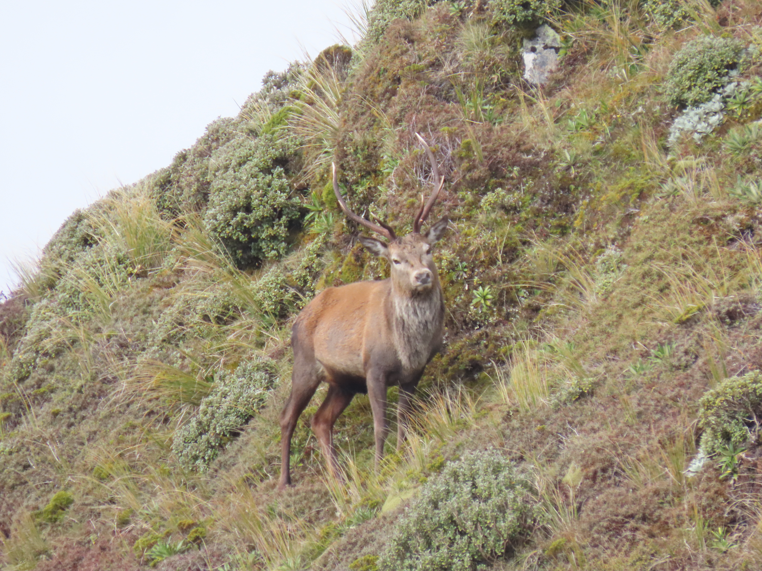 Name:  roar  and stag 24 040.JPG
Views: 387
Size:  2.48 MB