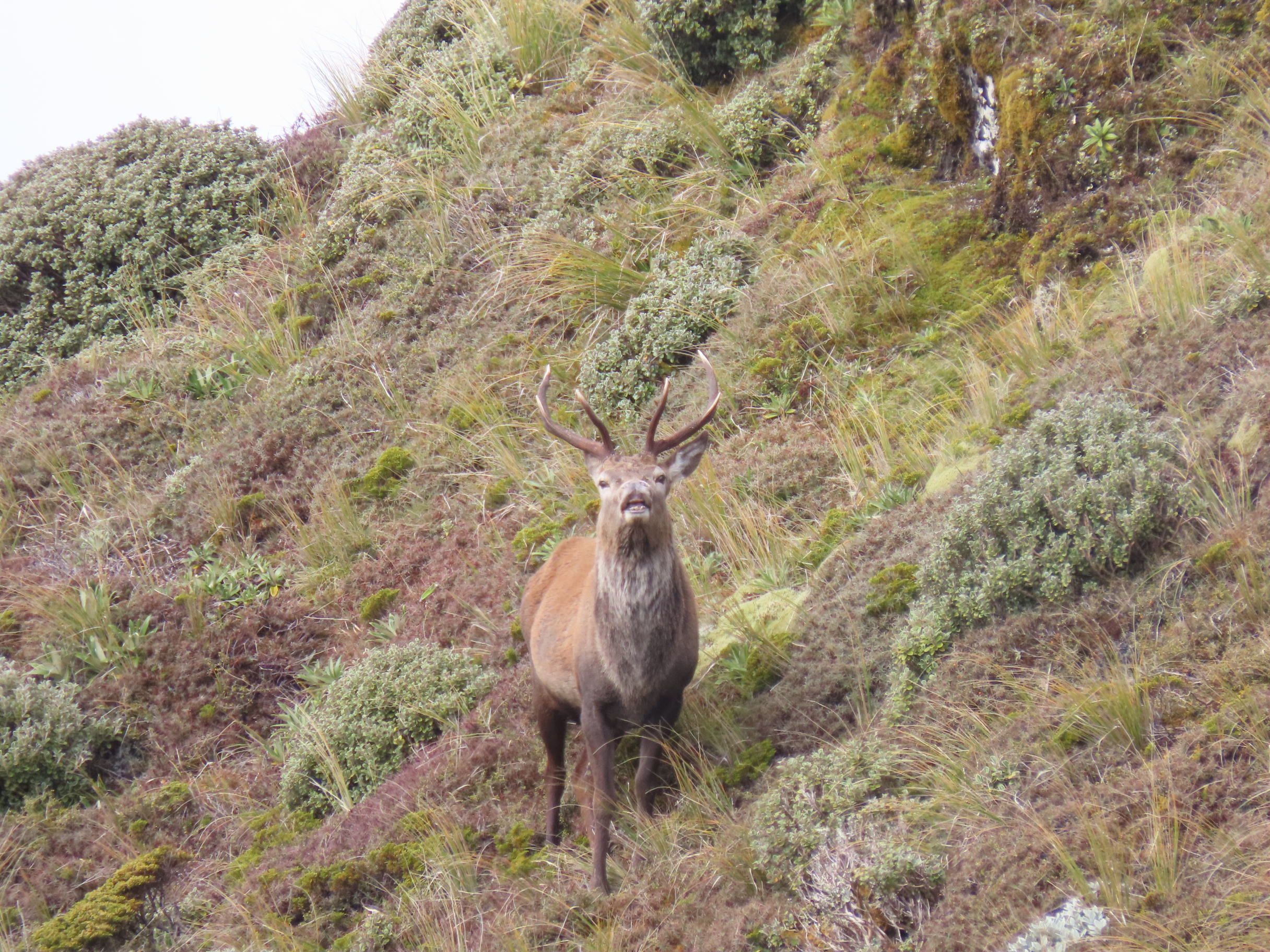 Name:  roar  and stag 24 042.JPG
Views: 391
Size:  3.12 MB