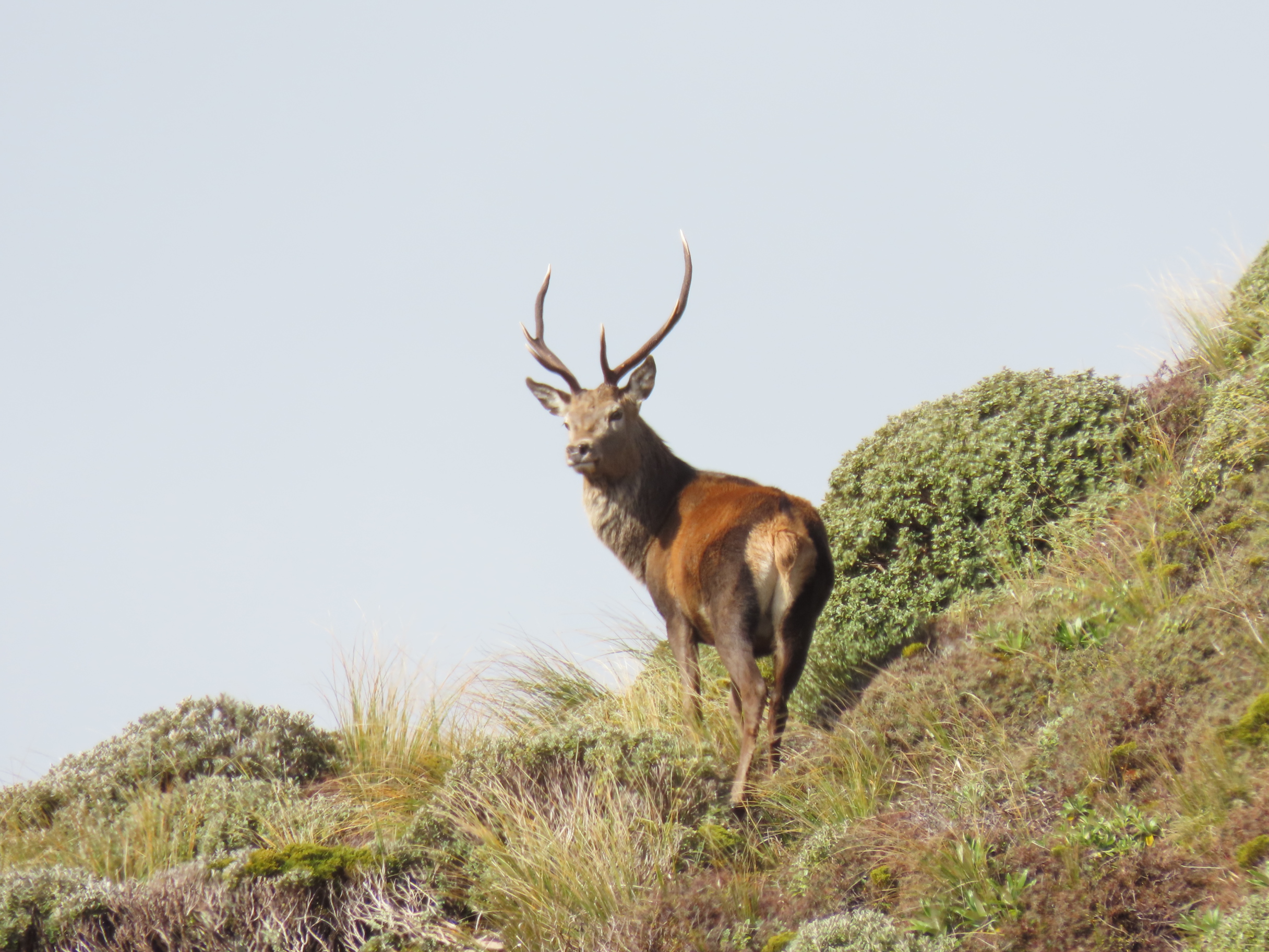 Name:  roar  and stag 24 046.JPG
Views: 325
Size:  1.54 MB