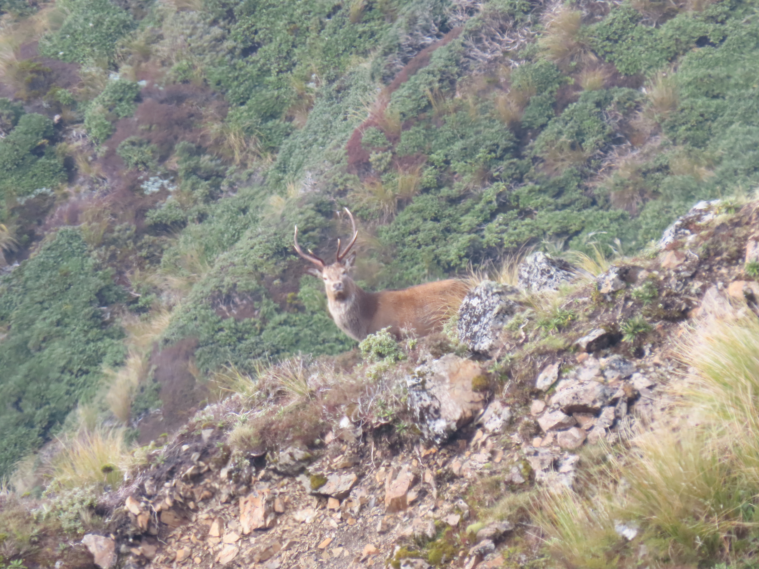 Name:  roar  and stag 24 047.JPG
Views: 379
Size:  2.10 MB