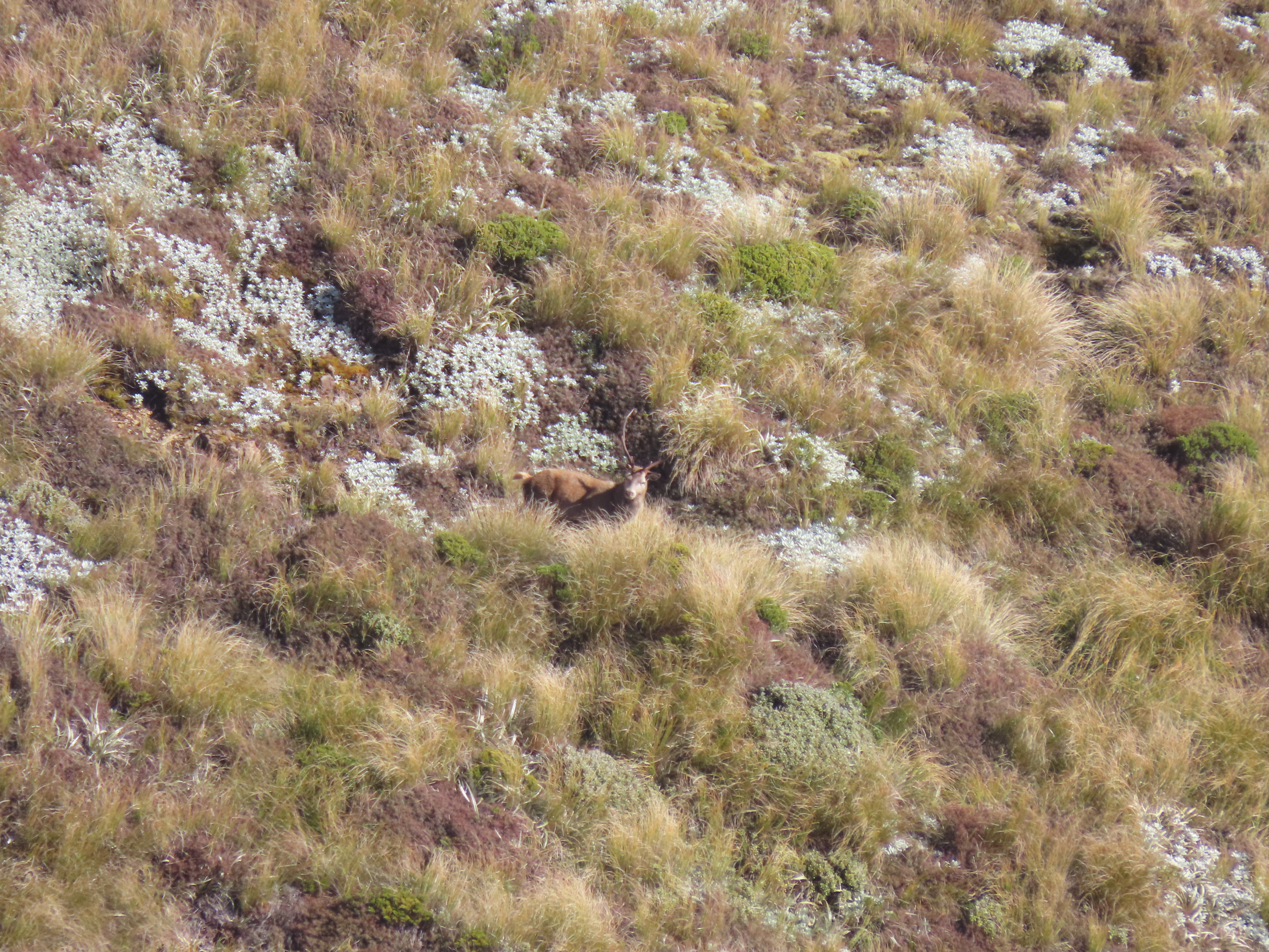 Name:  roar  and stag 24 057.JPG
Views: 390
Size:  3.12 MB