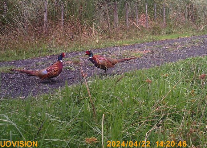 Name:  pheasants.JPG
Views: 116
Size:  109.1 KB