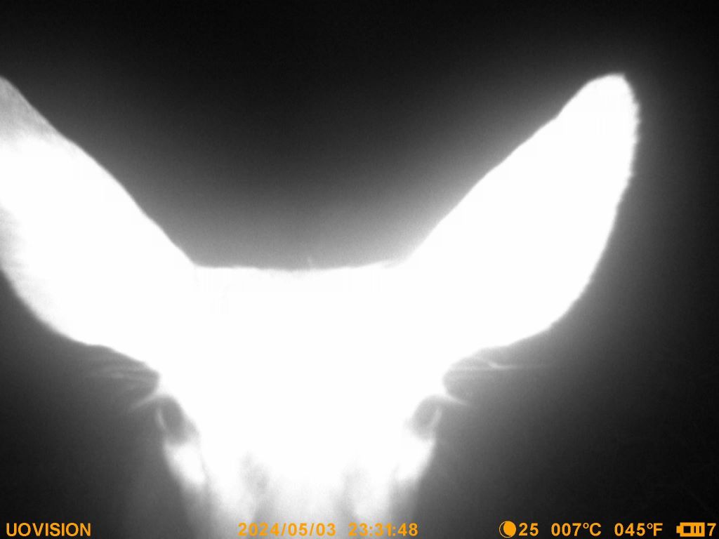 Name:  ears.jpg
Views: 413
Size:  45.7 KB