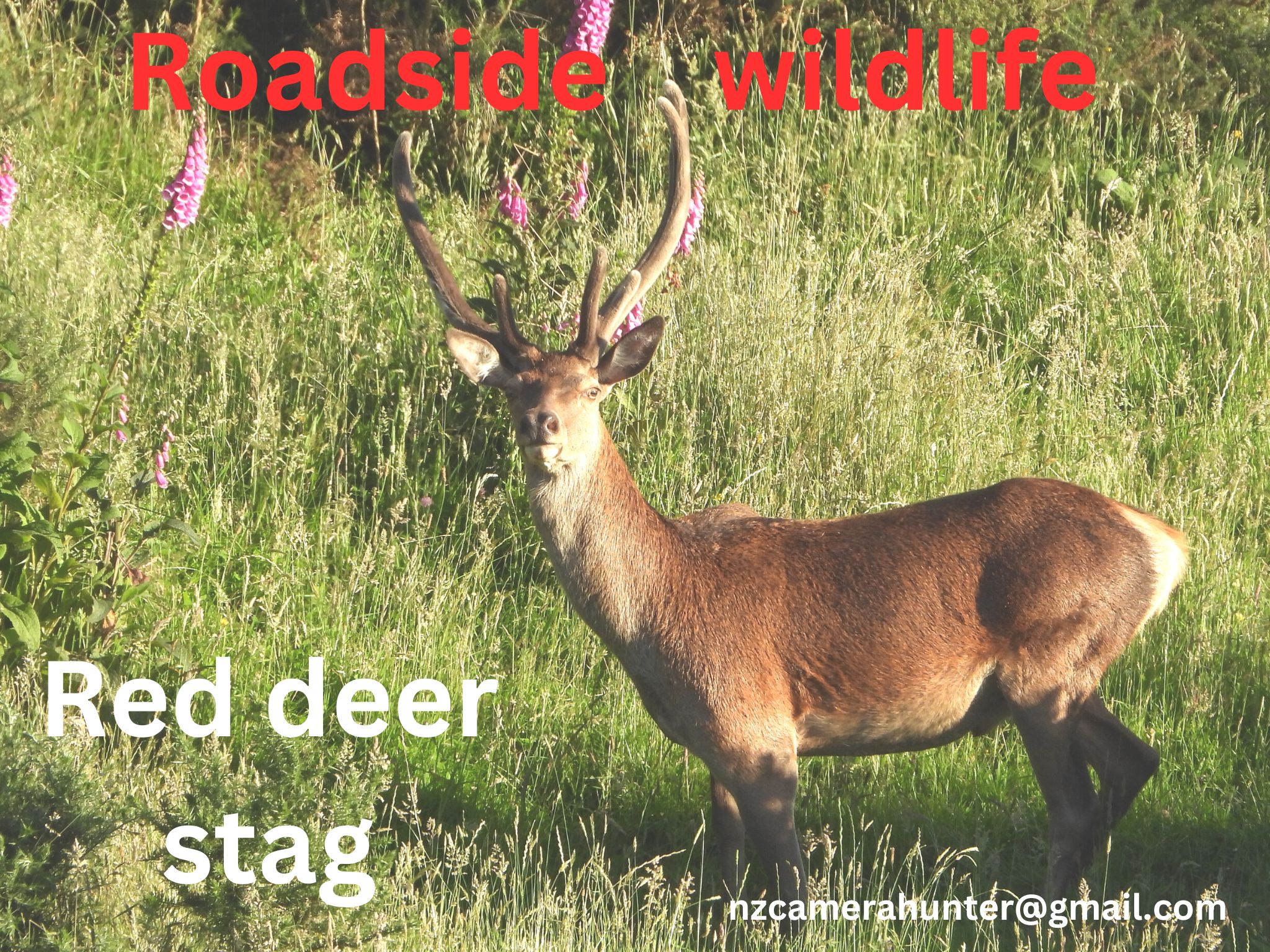 Name:  ME STAG.jpg
Views: 272
Size:  904.9 KB