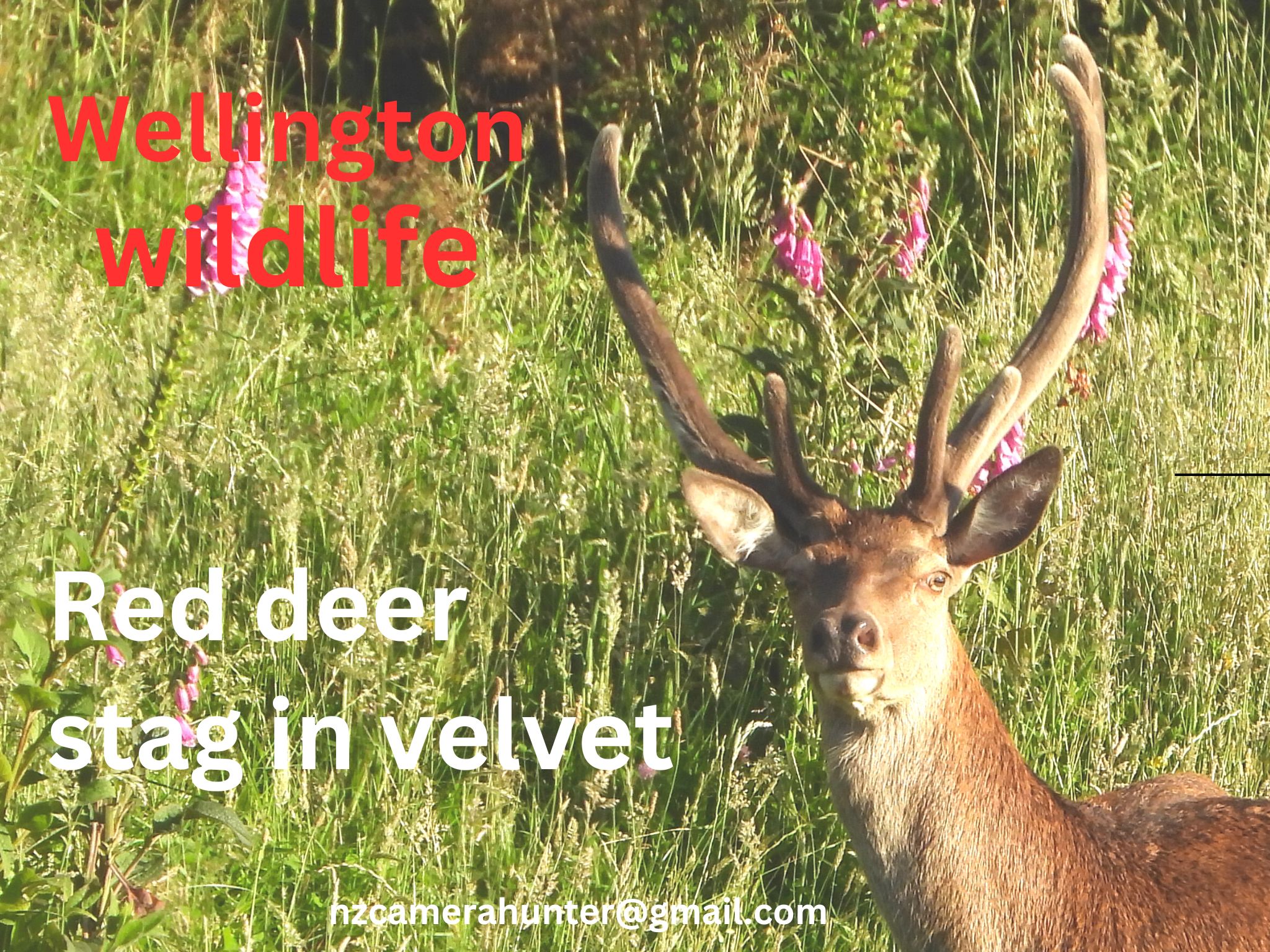 Name:  me stag2.jpg
Views: 274
Size:  754.9 KB