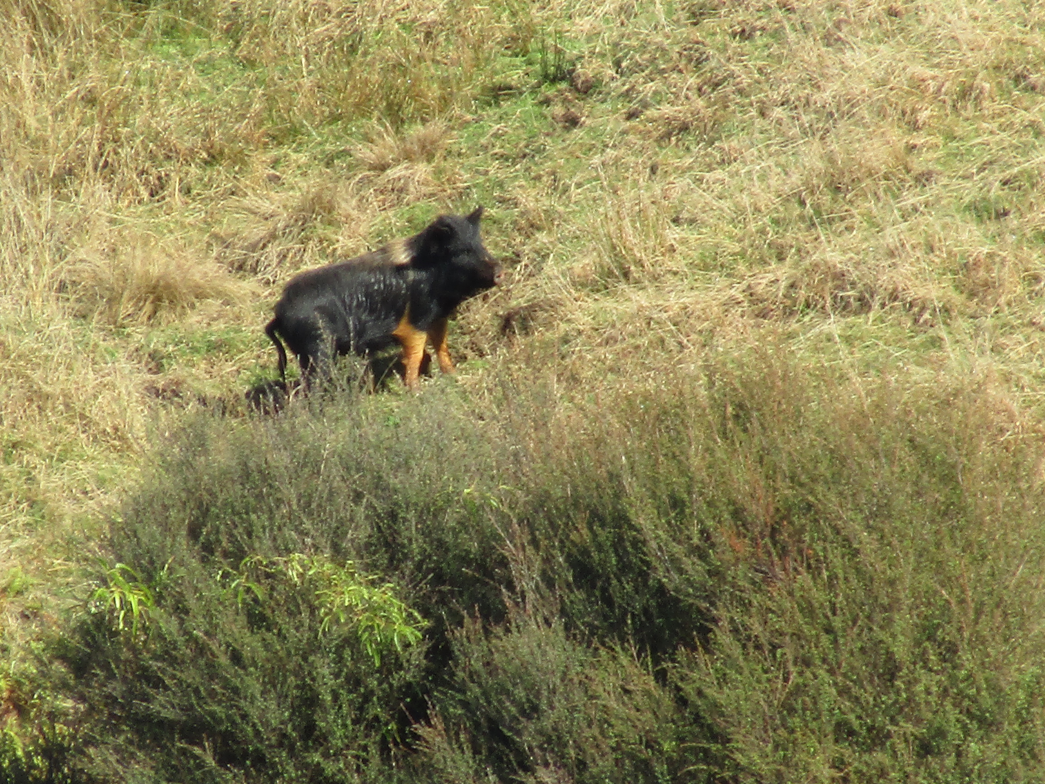 Name:  IMG_0815.JPG
Views: 266
Size:  3.86 MB