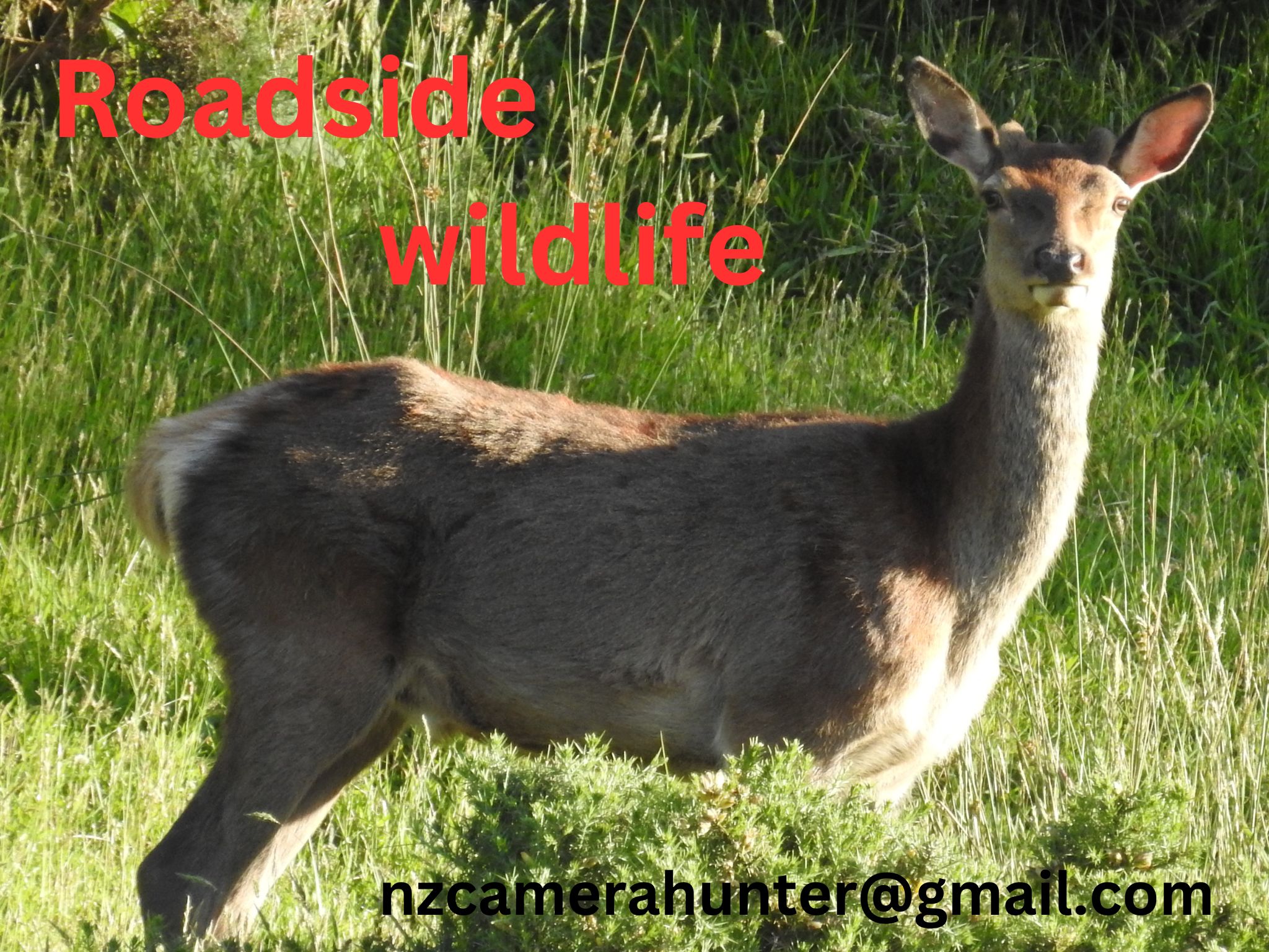 Name:  WHITE MANS DEER.jpg
Views: 229
Size:  580.0 KB
