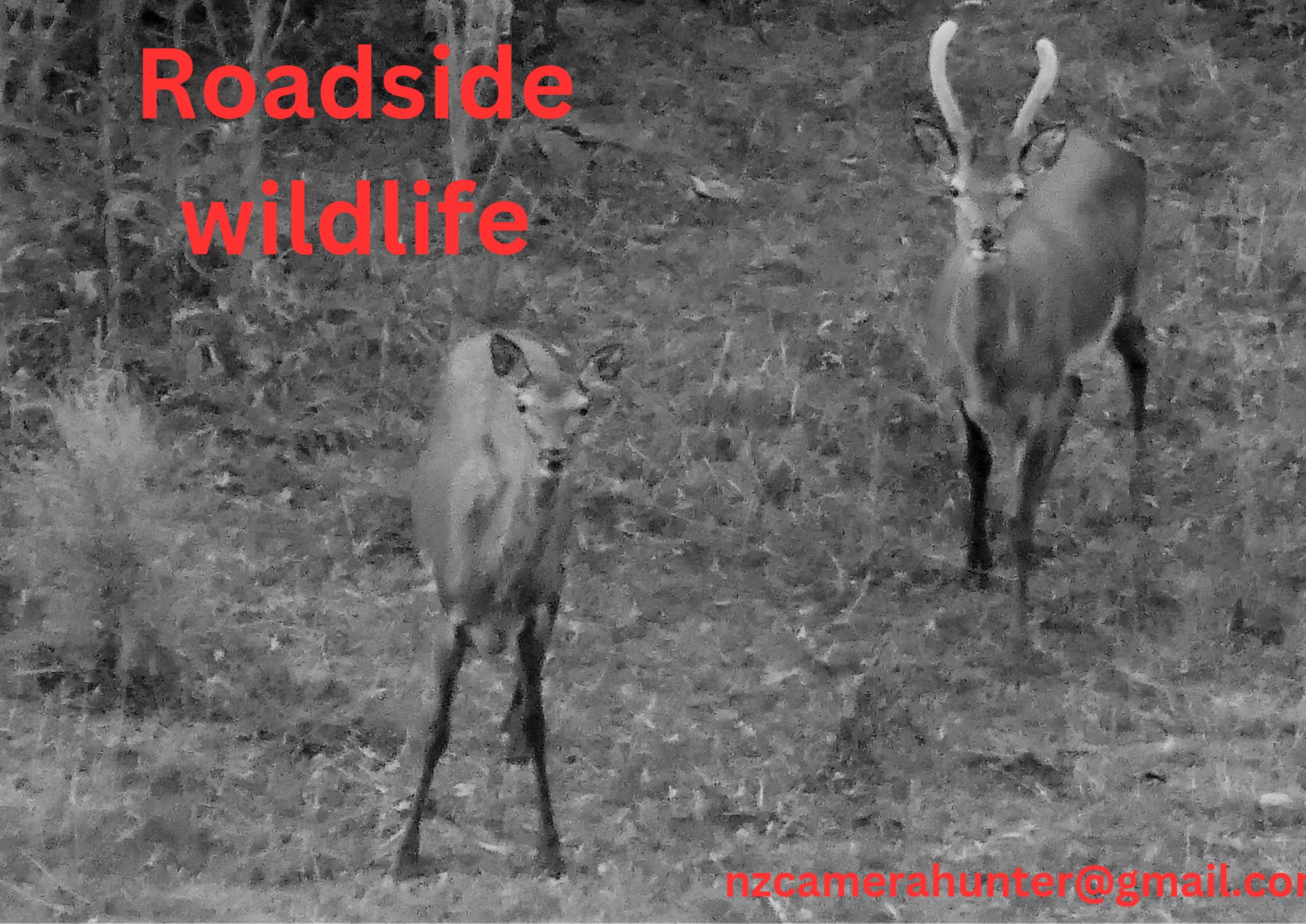 Name:  TWO DEER.jpg
Views: 225
Size:  493.1 KB