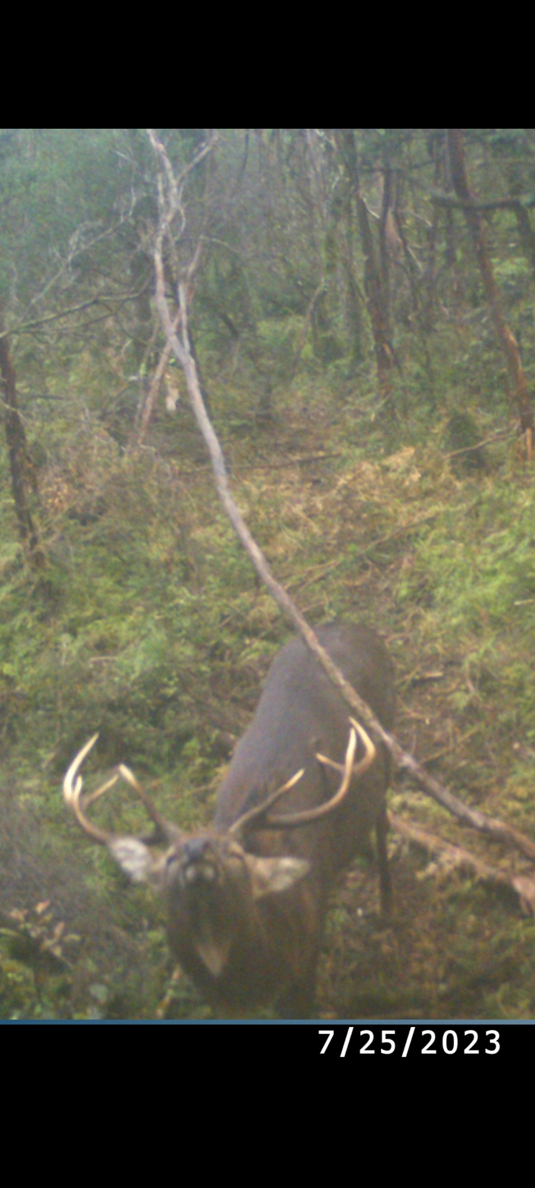 Name:  Screenshot_20230729_092317_Gallery.jpg
Views: 183
Size:  1.03 MB