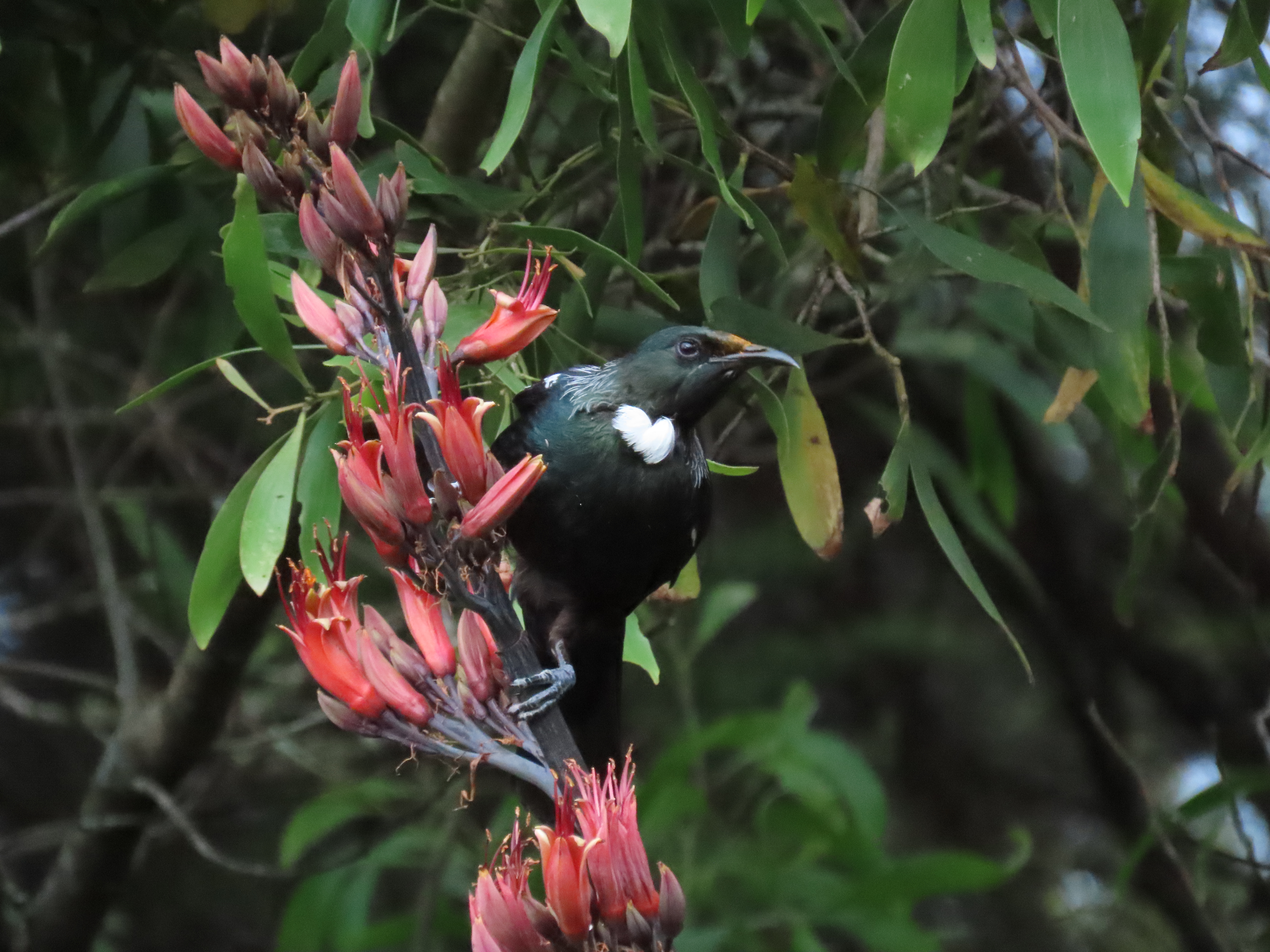 Name:  watching tui..JPG
Views: 239
Size:  7.37 MB