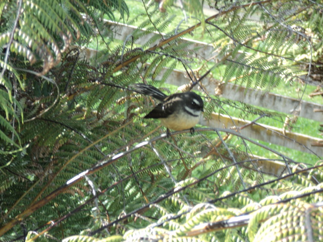 Name:  picture 4067.jpg
Views: 342
Size:  164.3 KB