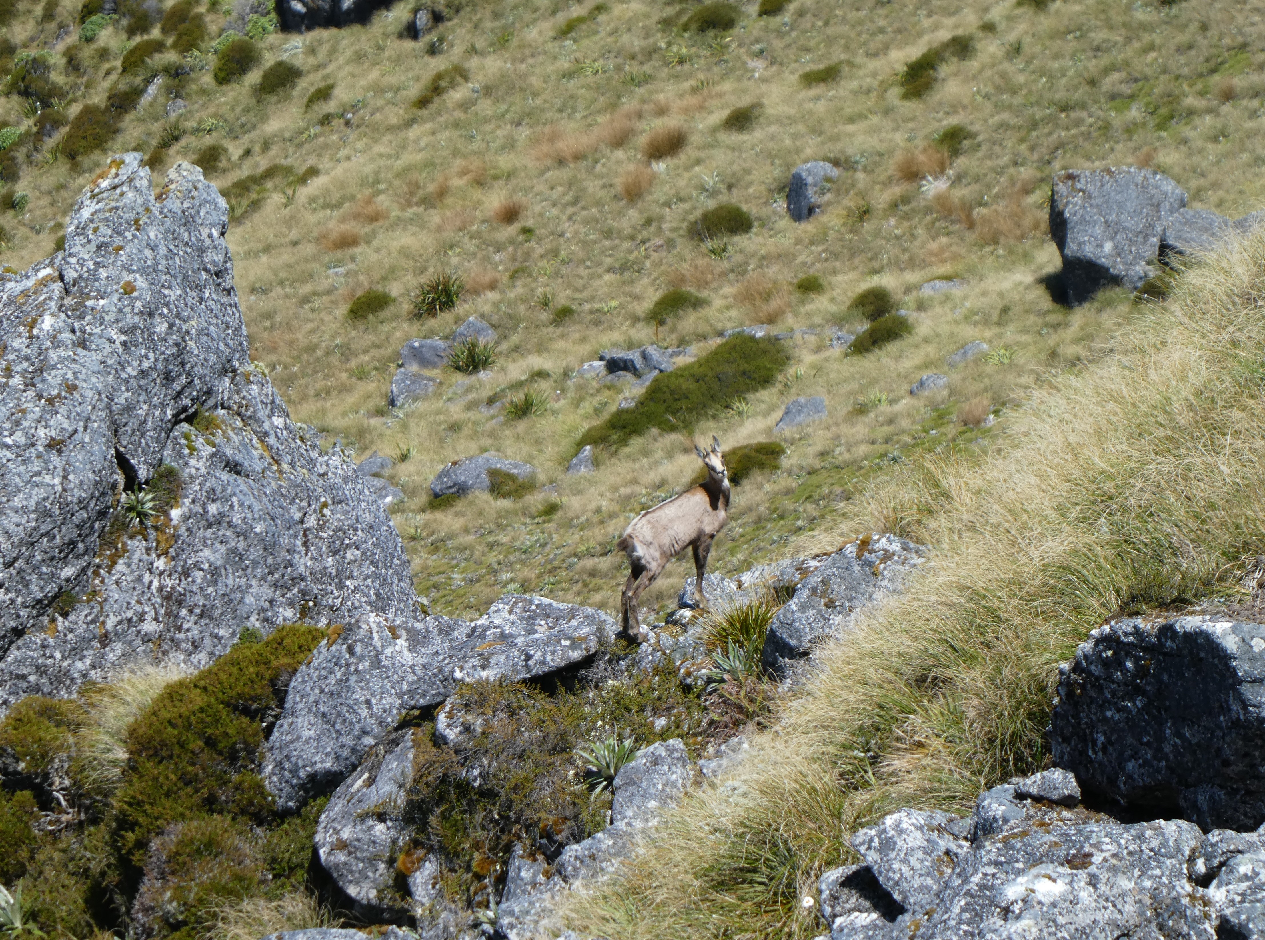 Name:  Chamois 1.JPG
Views: 709
Size:  4.29 MB