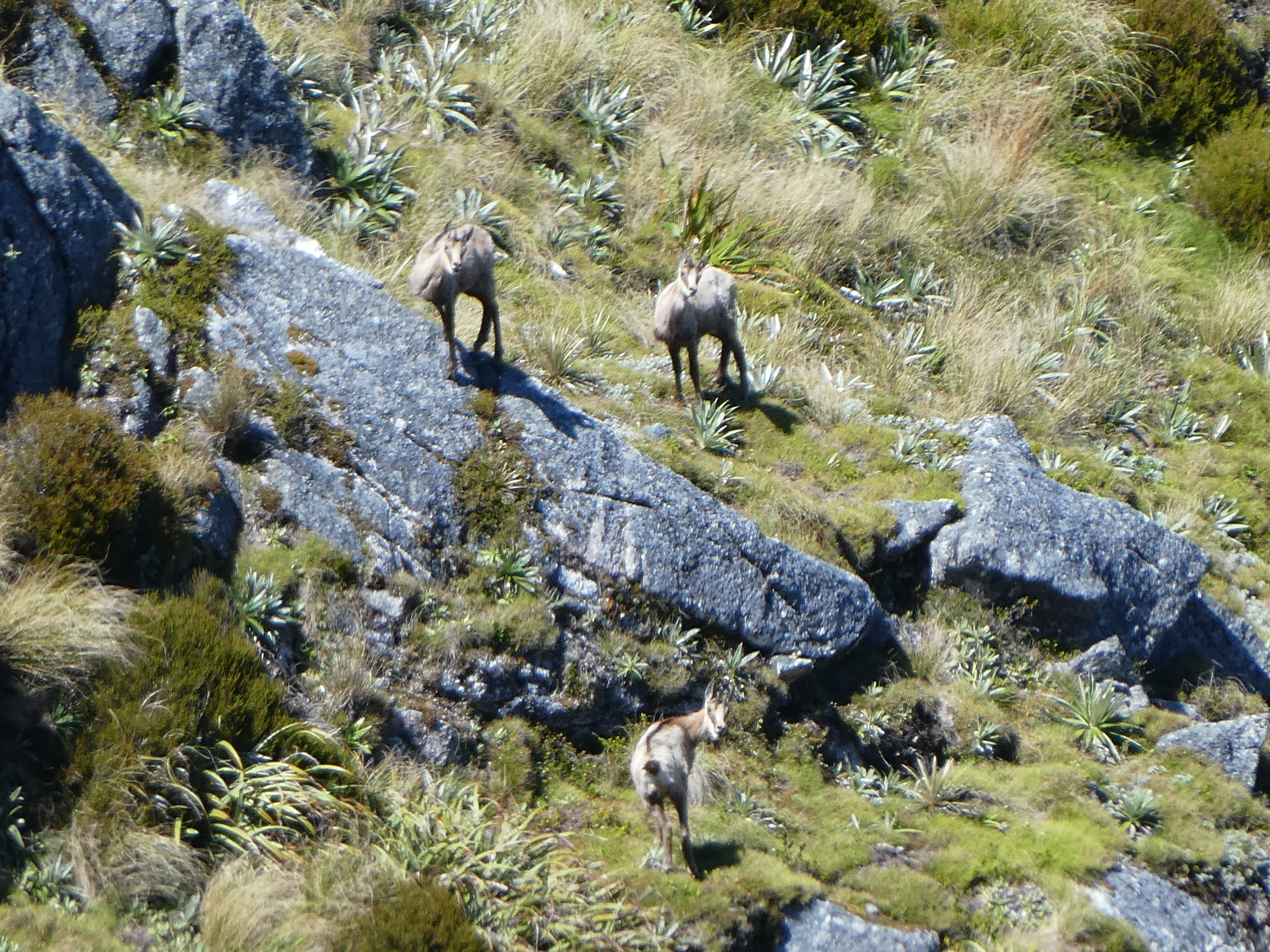 Name:  Chamois 2.JPG
Views: 715
Size:  8.62 MB