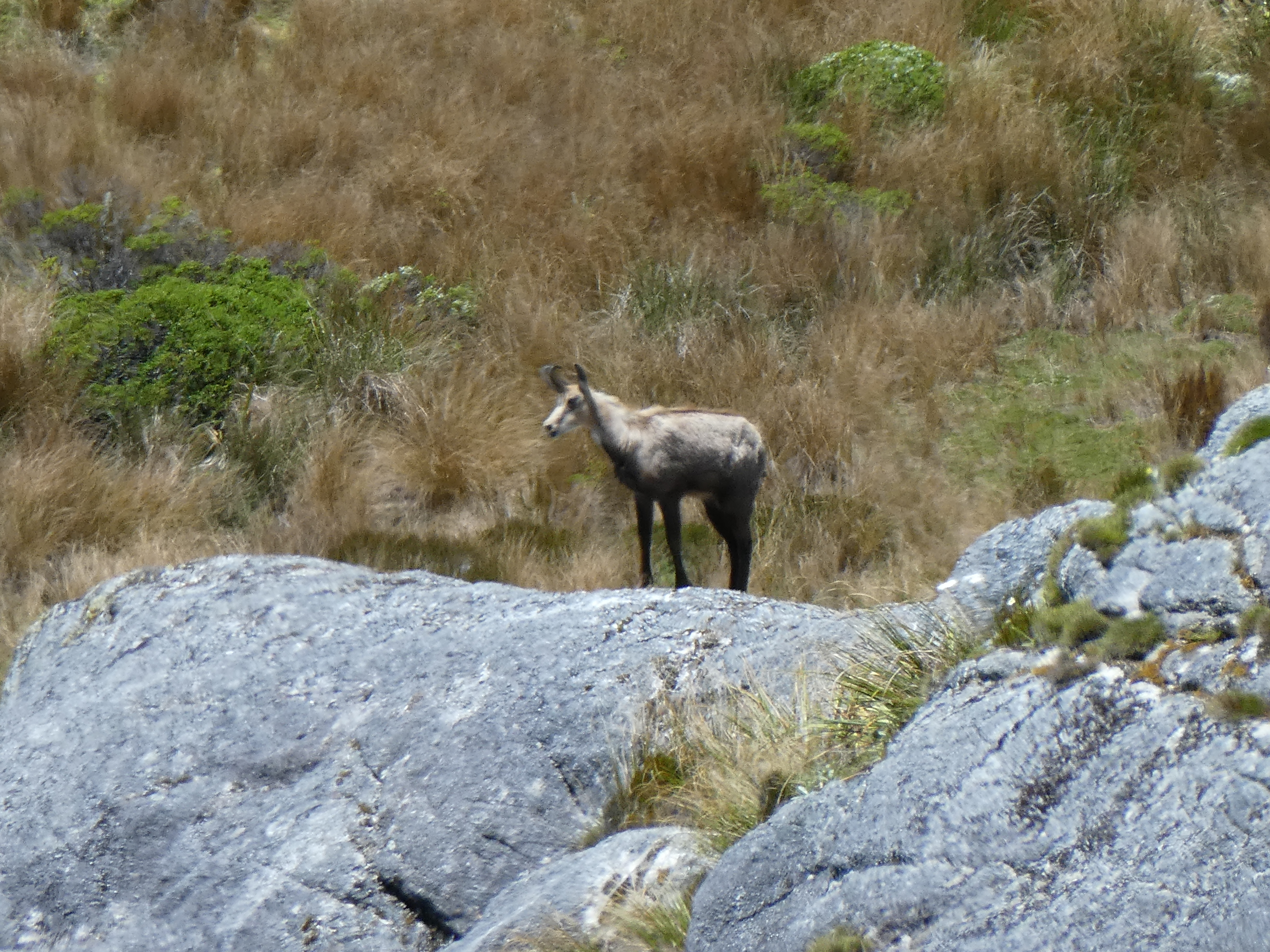 Name:  Chamois 3.JPG
Views: 705
Size:  8.59 MB