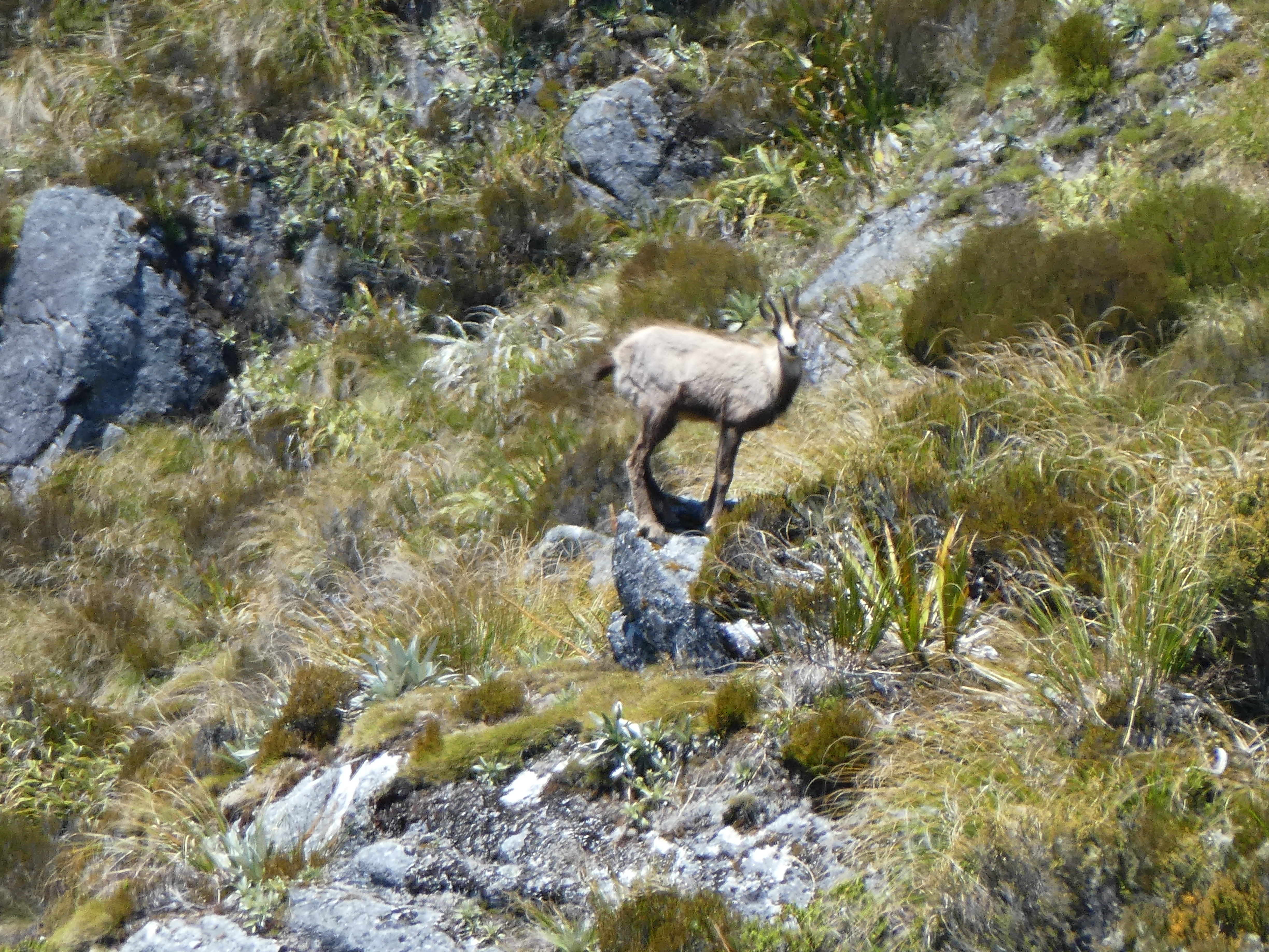 Name:  Chamois 4.JPG
Views: 710
Size:  9.25 MB