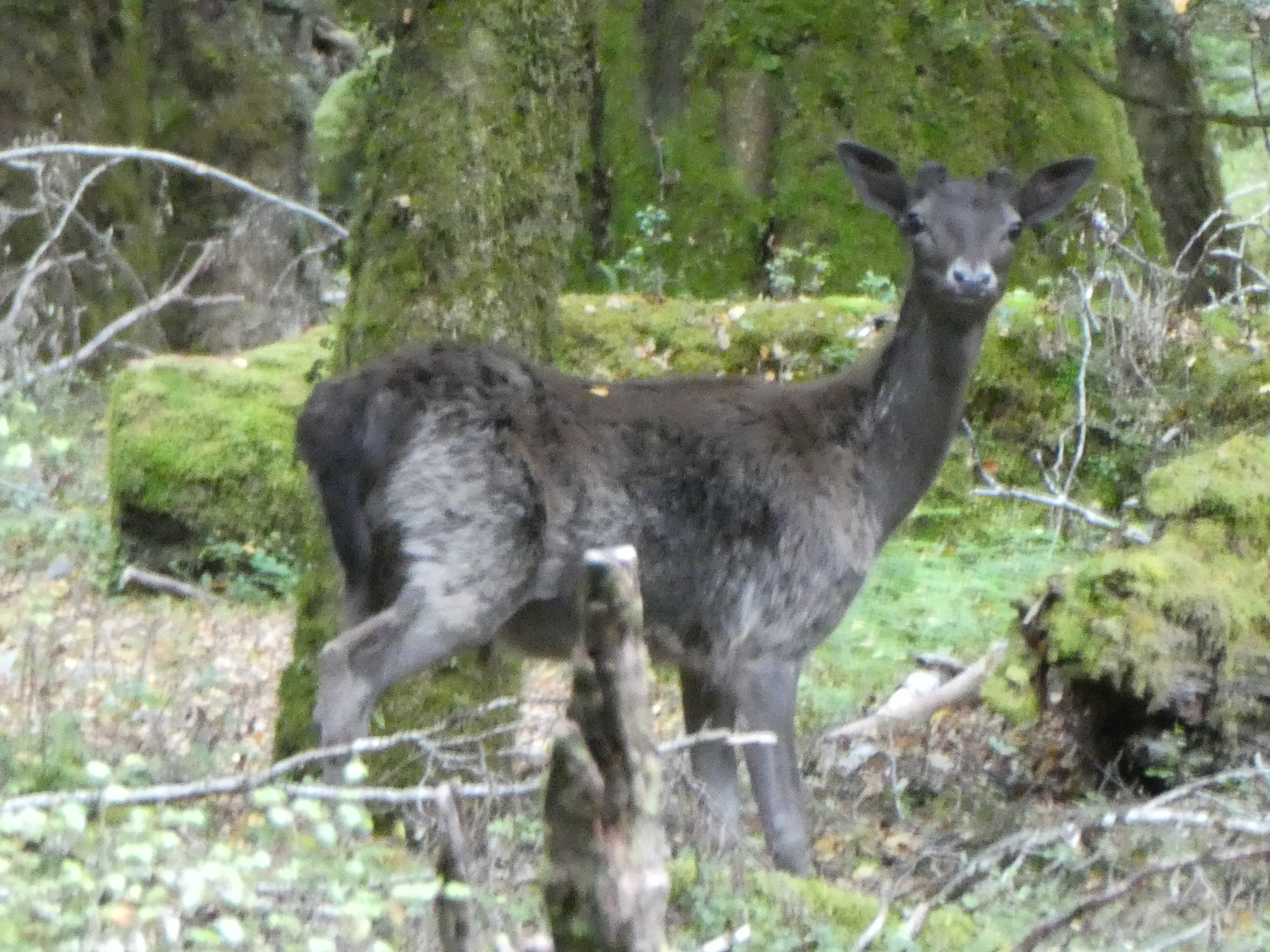Name:  Fallow 1.JPG
Views: 697
Size:  7.91 MB