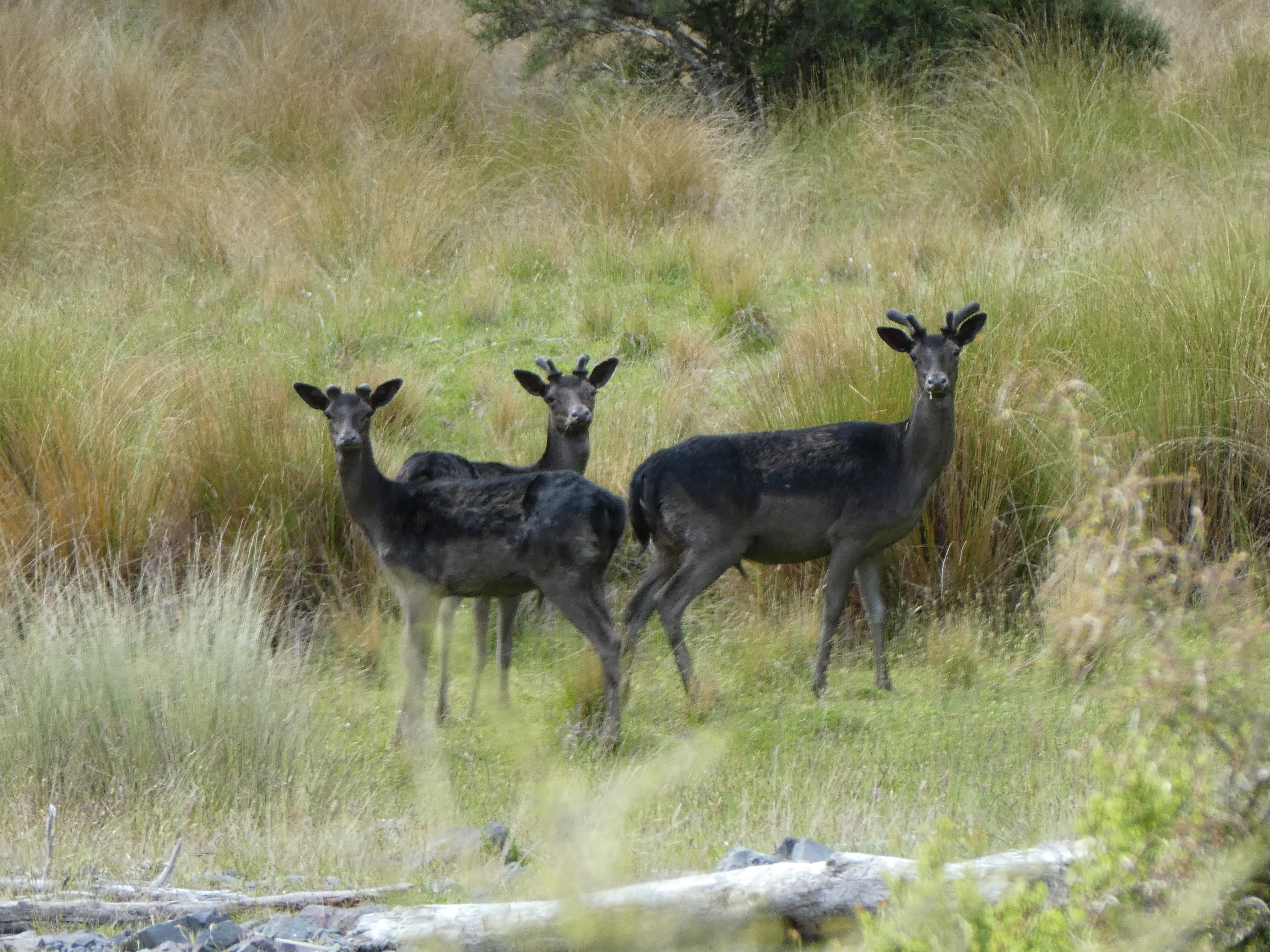 Name:  Fallow 3.JPG
Views: 680
Size:  9.13 MB