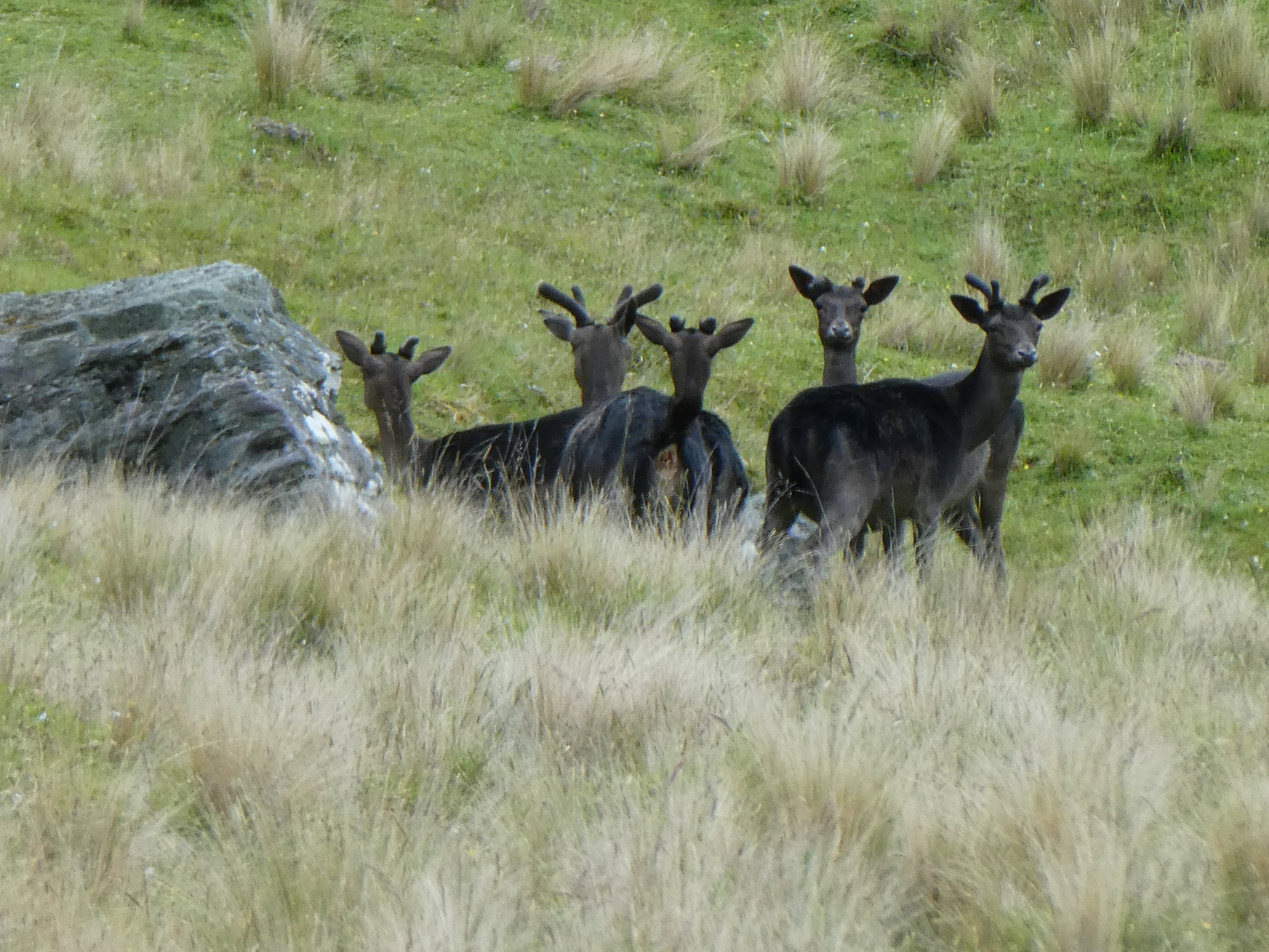 Name:  Fallow4.JPG
Views: 680
Size:  8.15 MB