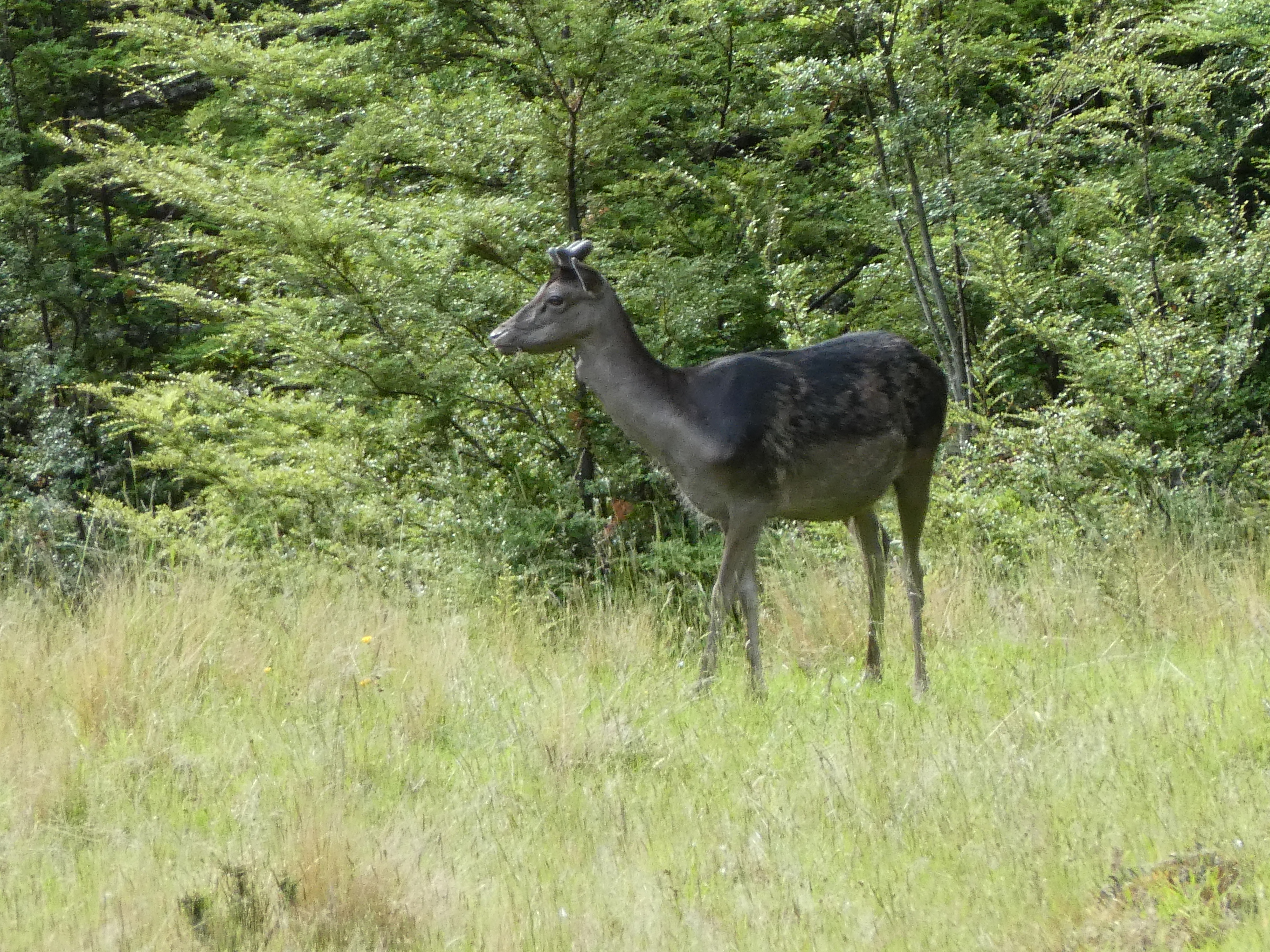 Name:  Fallow 2.JPG
Views: 259
Size:  9.14 MB