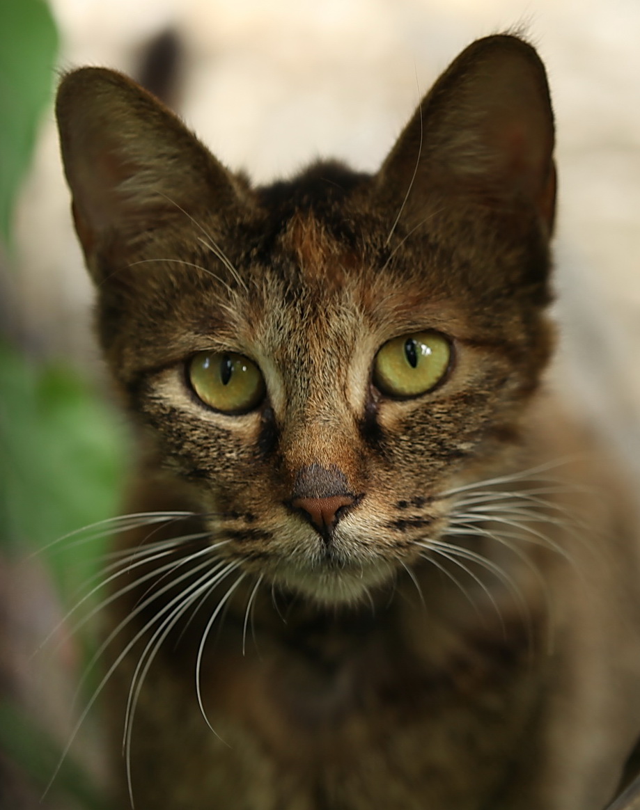 Name:  maomama 2020.jpg
Views: 69
Size:  233.1 KB