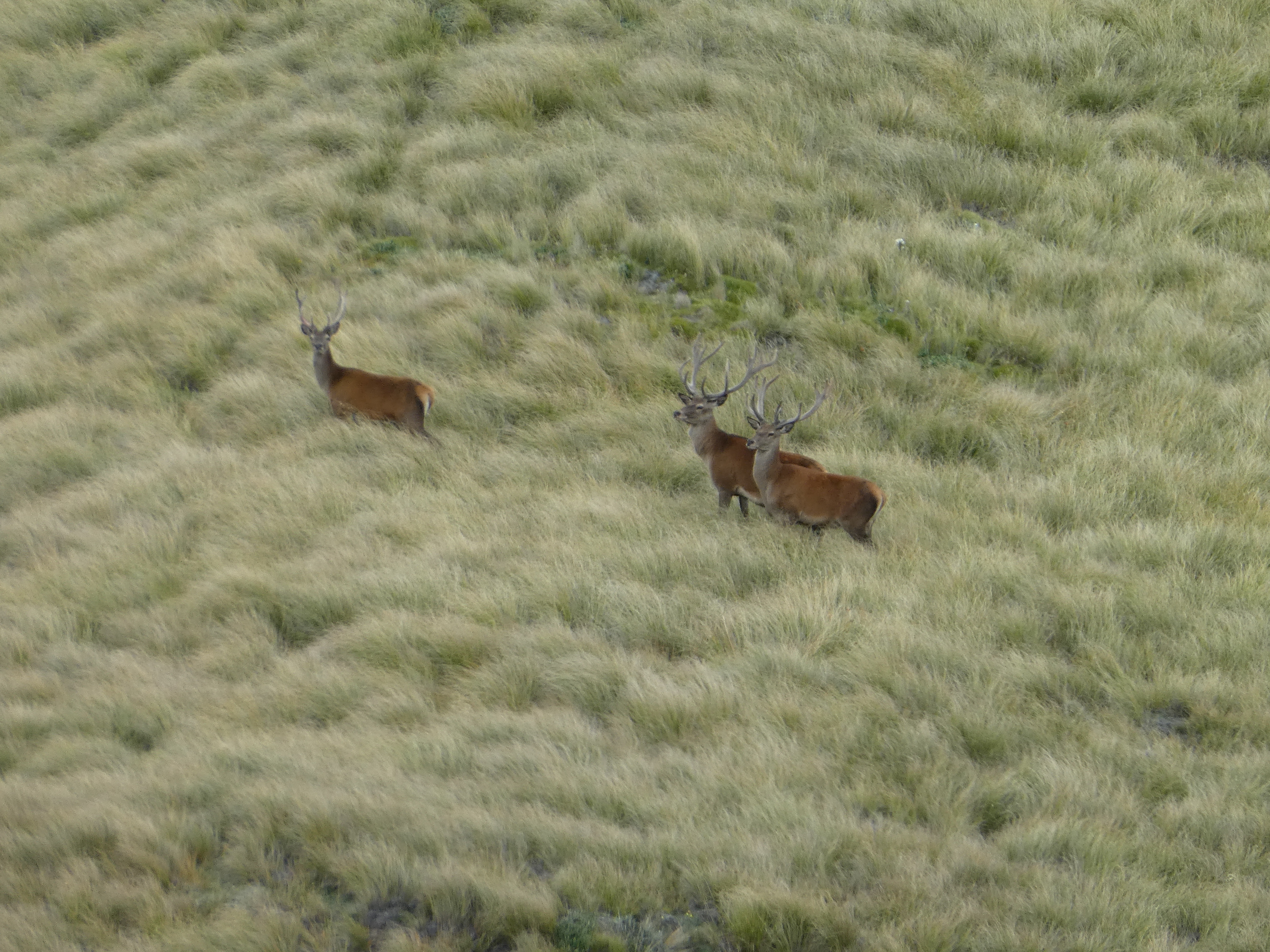 Name:  Stags.JPG
Views: 531
Size:  8.88 MB