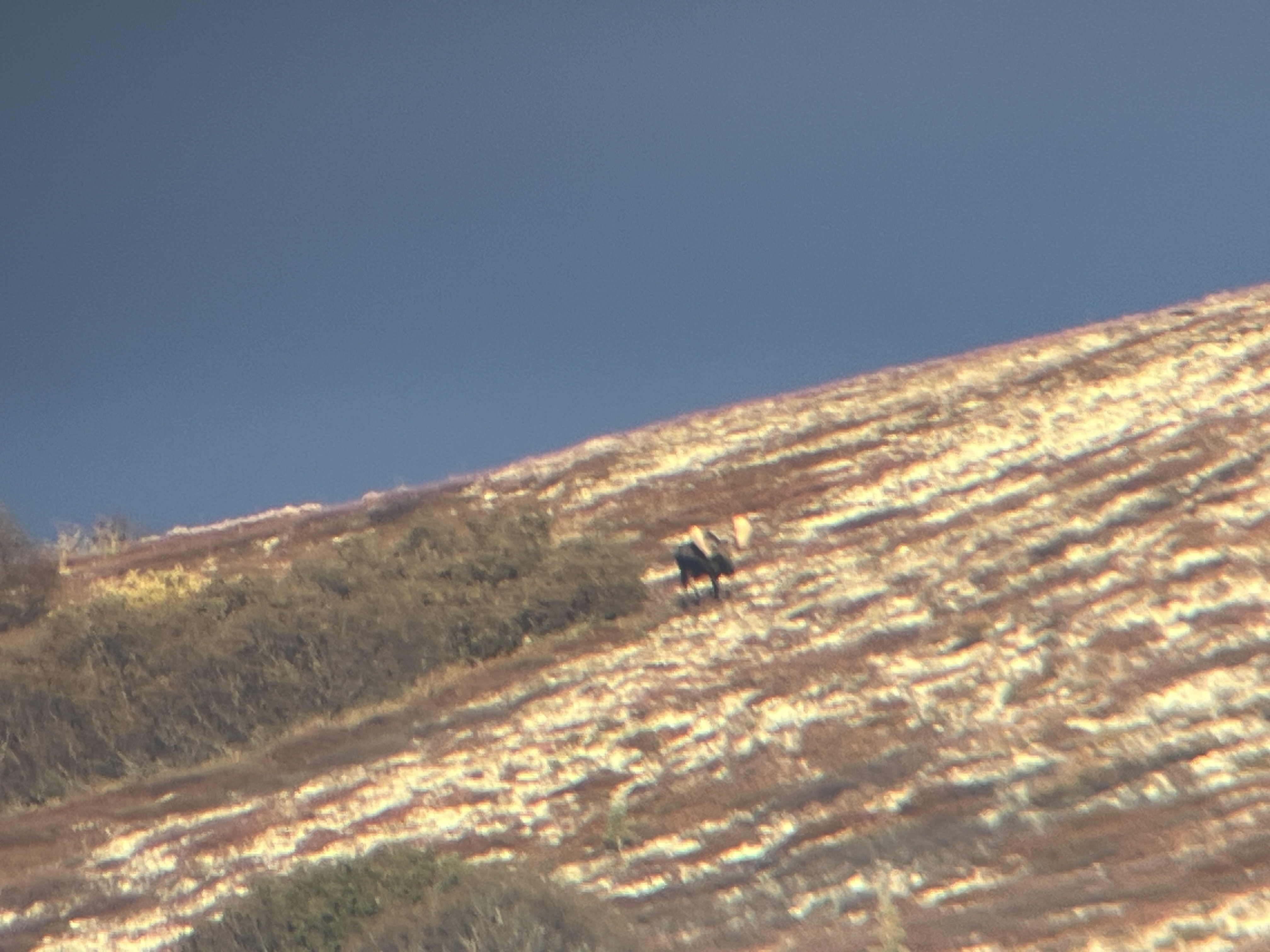 Name:  IMG_8210.jpeg
Views: 411
Size:  1.49 MB