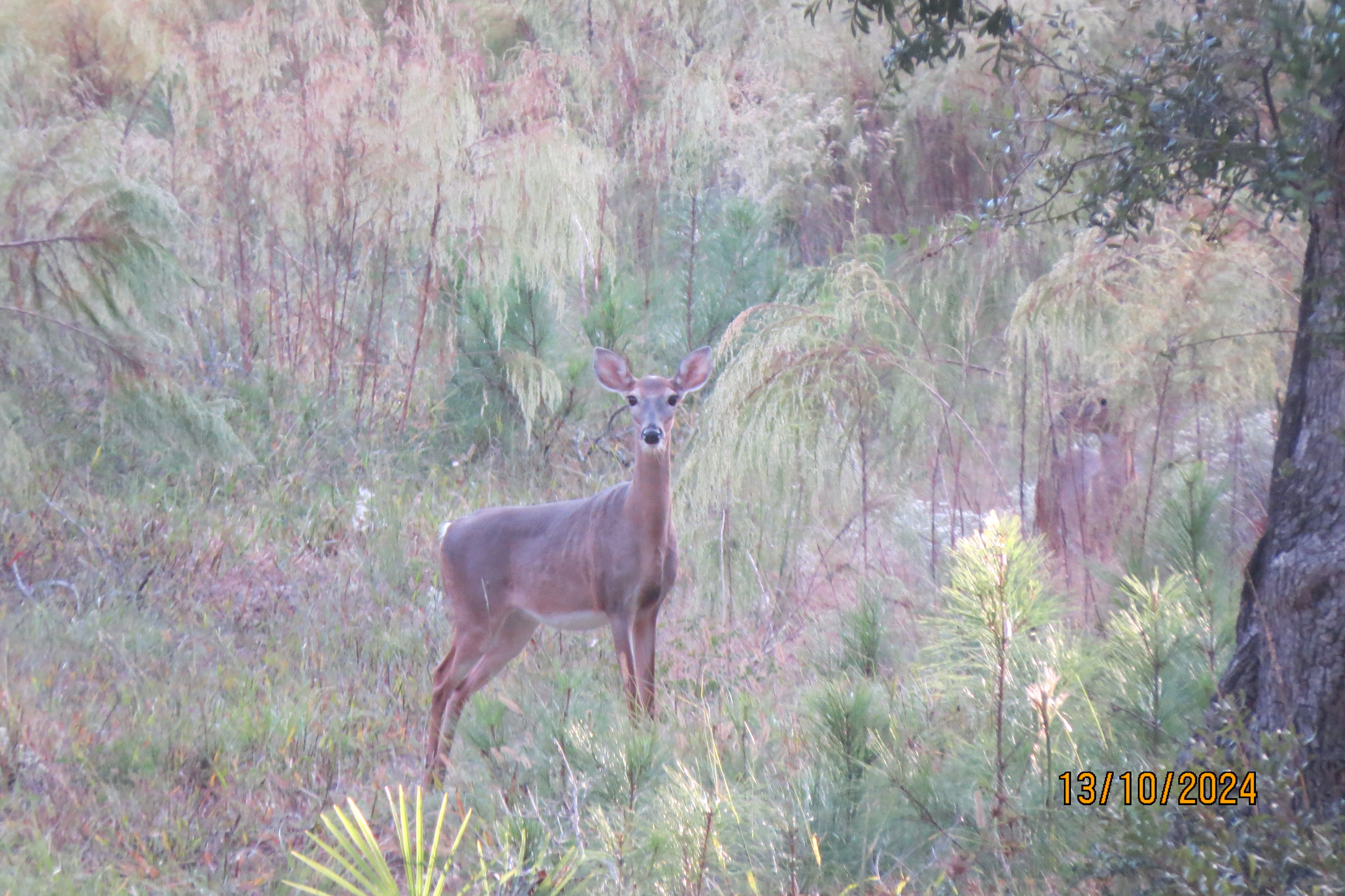 Name:  IMG_3241.JPG
Views: 356
Size:  3.83 MB