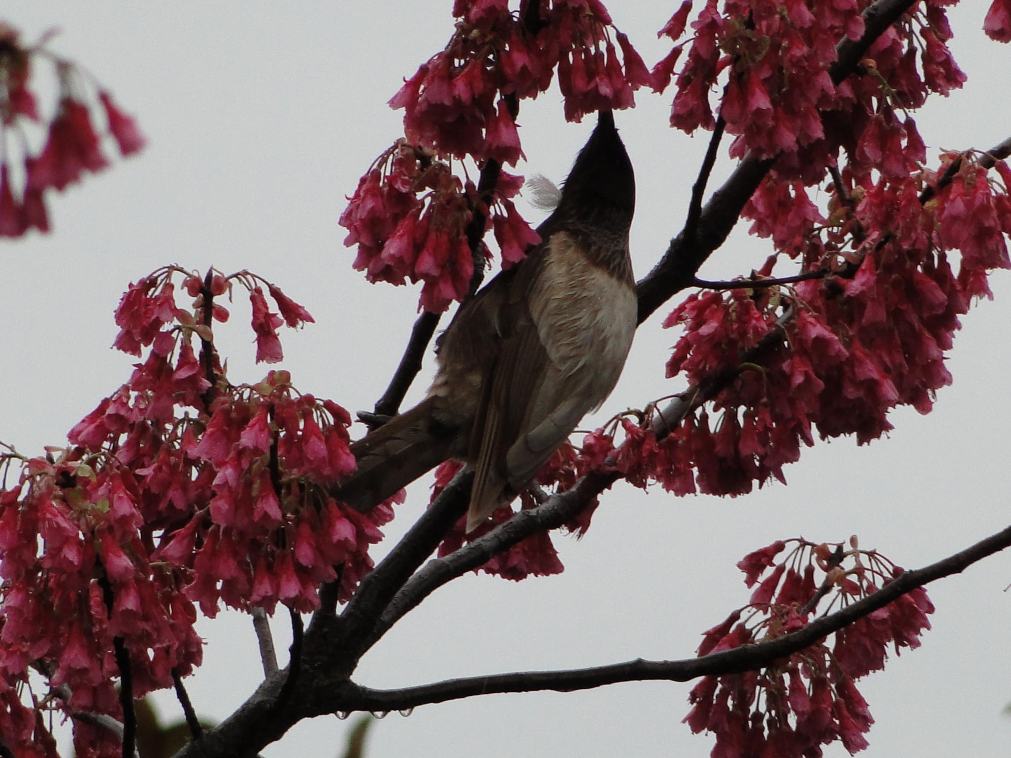 Name:  Tui and Garden Spring 2013 046.jpg
Views: 614
Size:  310.9 KB