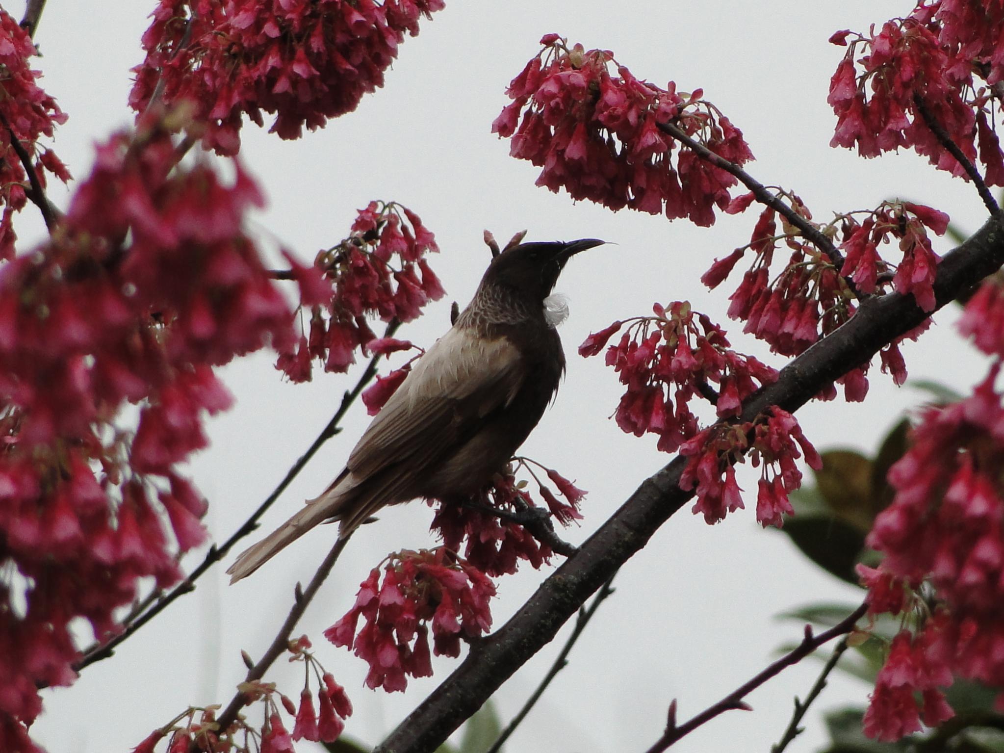 Name:  Tui and Garden Spring 2013 044.jpg
Views: 607
Size:  324.3 KB