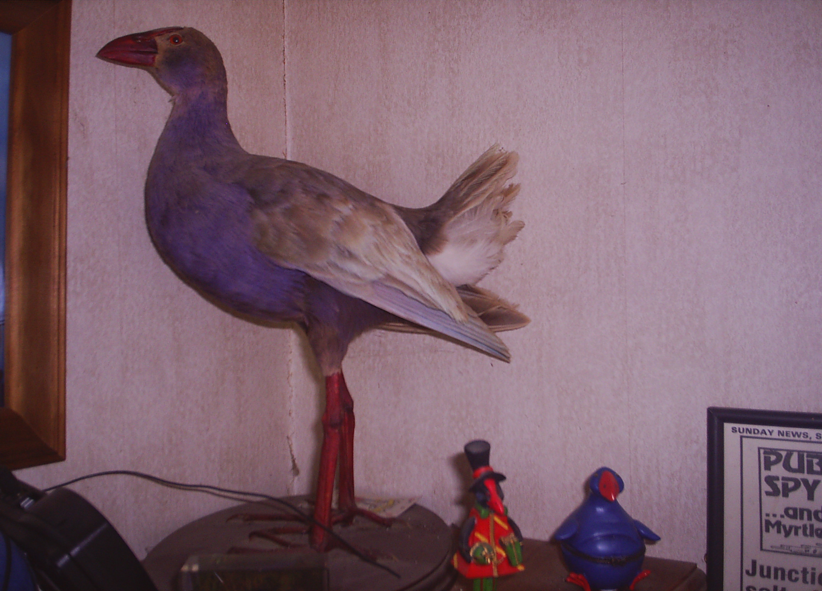 Name:  brown pukeko trophy.JPG
Views: 460
Size:  725.1 KB