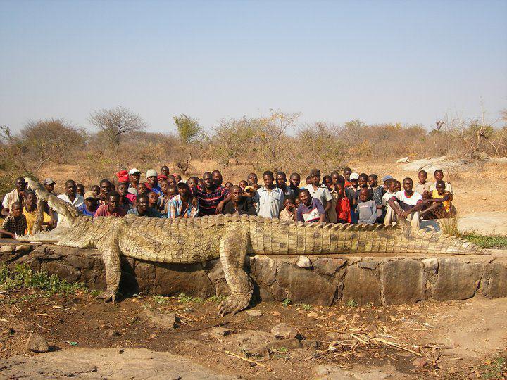 Name:  Saltwater Croc - Large.jpg
Views: 656
Size:  93.7 KB