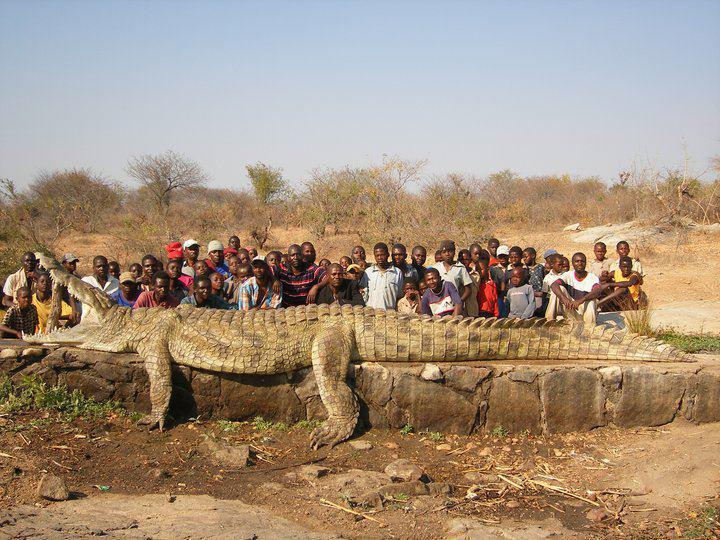Name:  Saltwater Croc - Large.jpg
Views: 685
Size:  93.7 KB