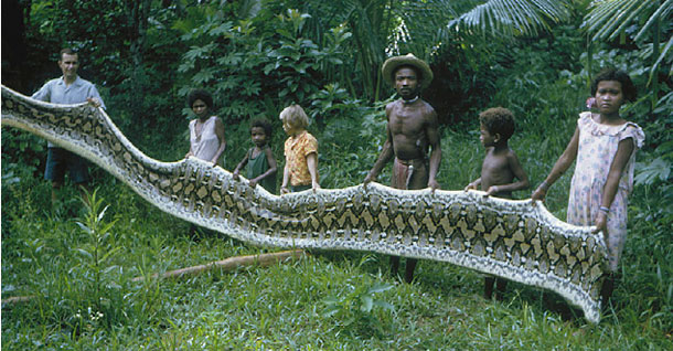 Name:  Python Killed By Agta People of Phillipines 2.jpg
Views: 919
Size:  83.1 KB
