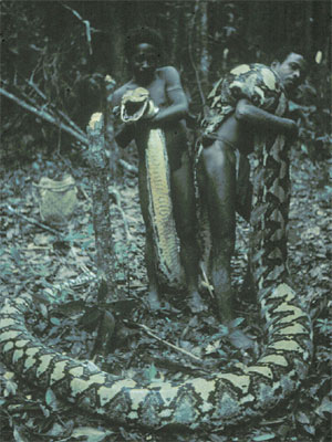 Name:  Python Killed By Agta People of Phillipines 1.jpg
Views: 316
Size:  40.1 KB