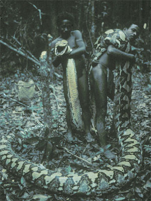 Name:  Python Killed By Agta People of Phillipines 1.jpg
Views: 341
Size:  40.1 KB