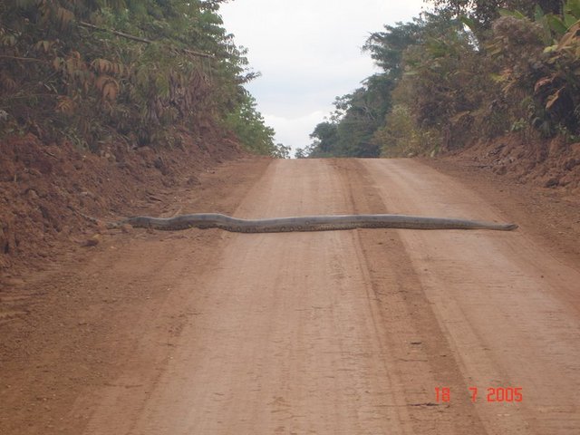 Name:  Quite Big Snake.jpg
Views: 357
Size:  57.8 KB