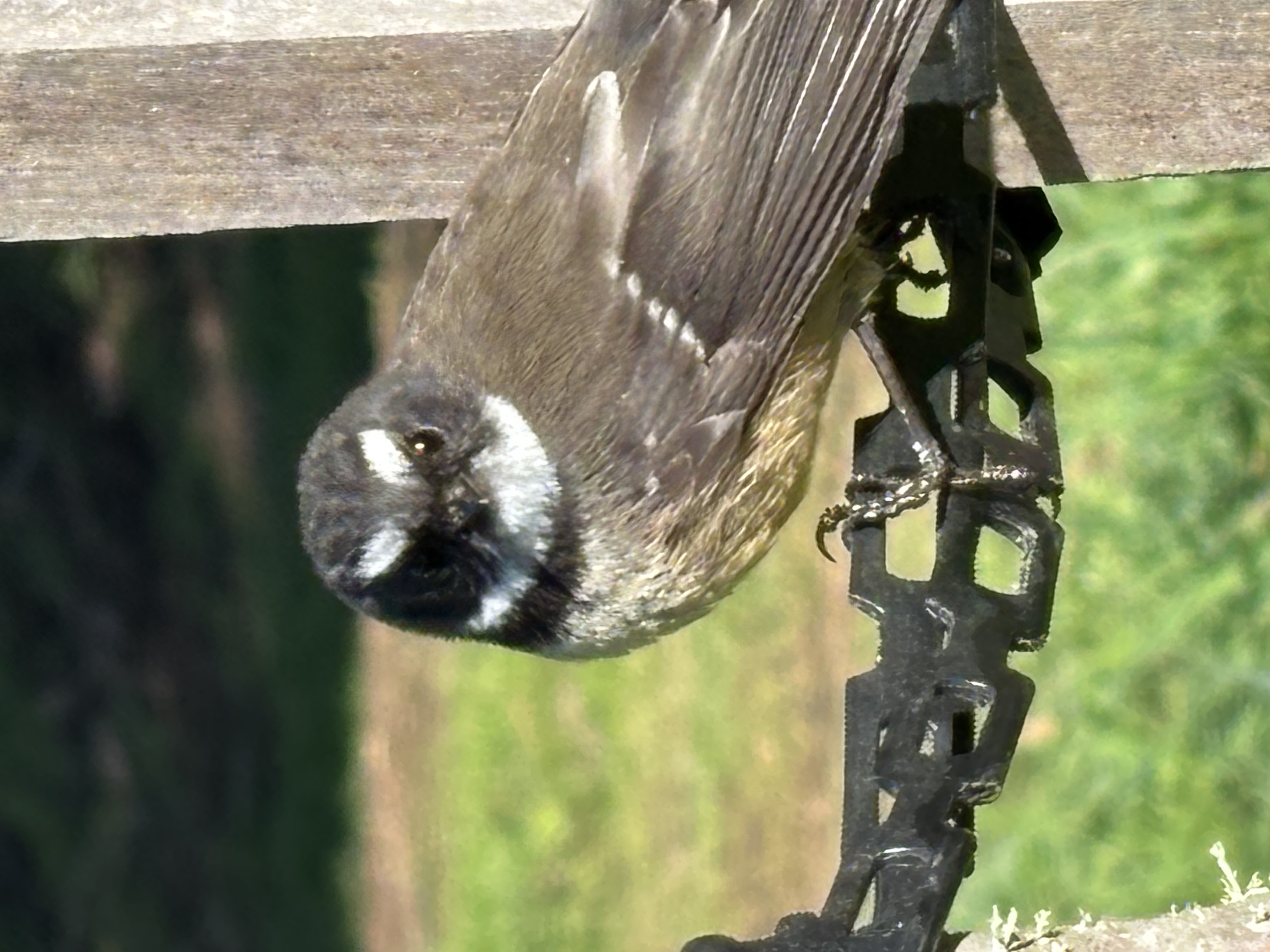 Name:  OBipEei2Scio395UNkkBug.jpg
Views: 395
Size:  1.22 MB