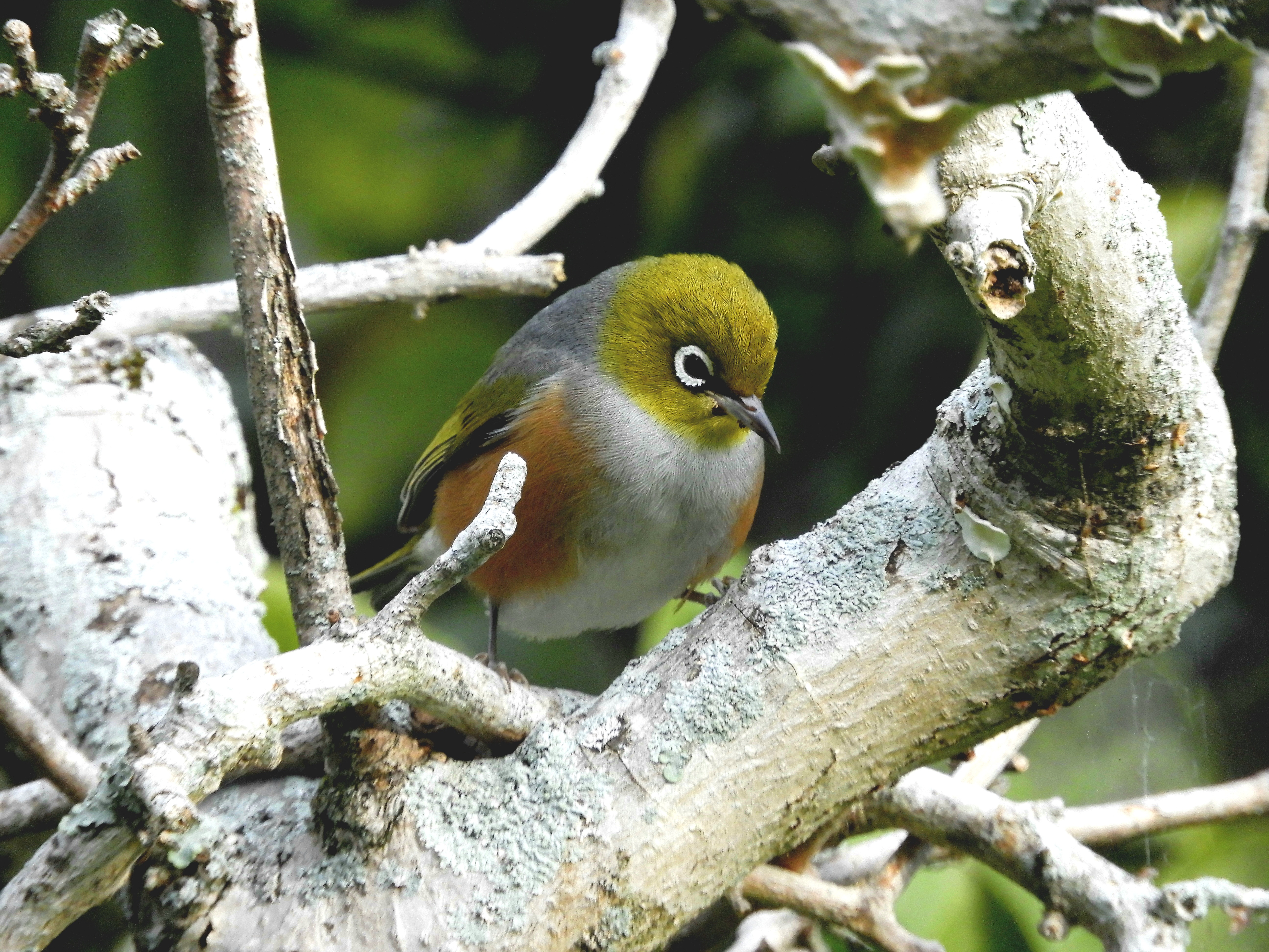 Name:  DSCN0593.JPG
Views: 417
Size:  5.55 MB